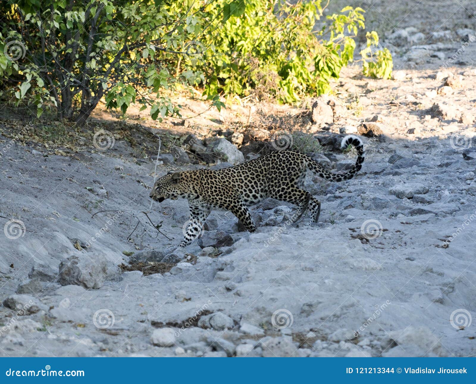 south african leopard, panthera pardus shortridge, is very rare in chobe national park, botswana