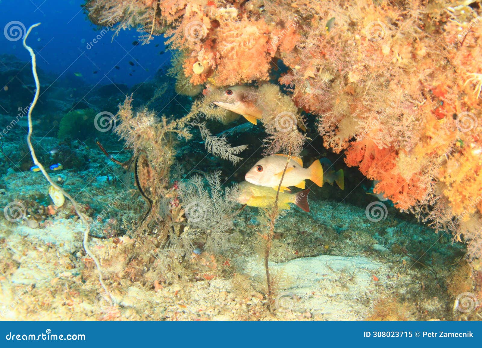 one-spot snapper and blacktail snapper