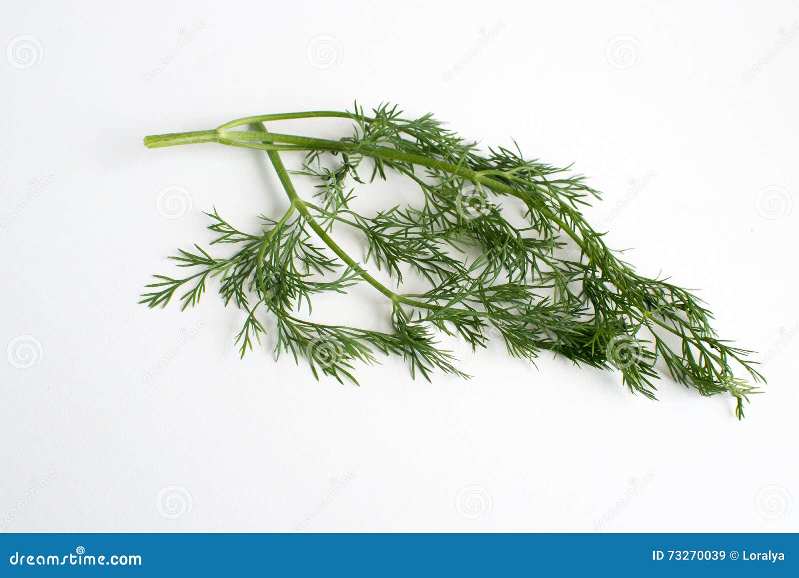One strand of dill herb stock image. Image of condiment 73270039