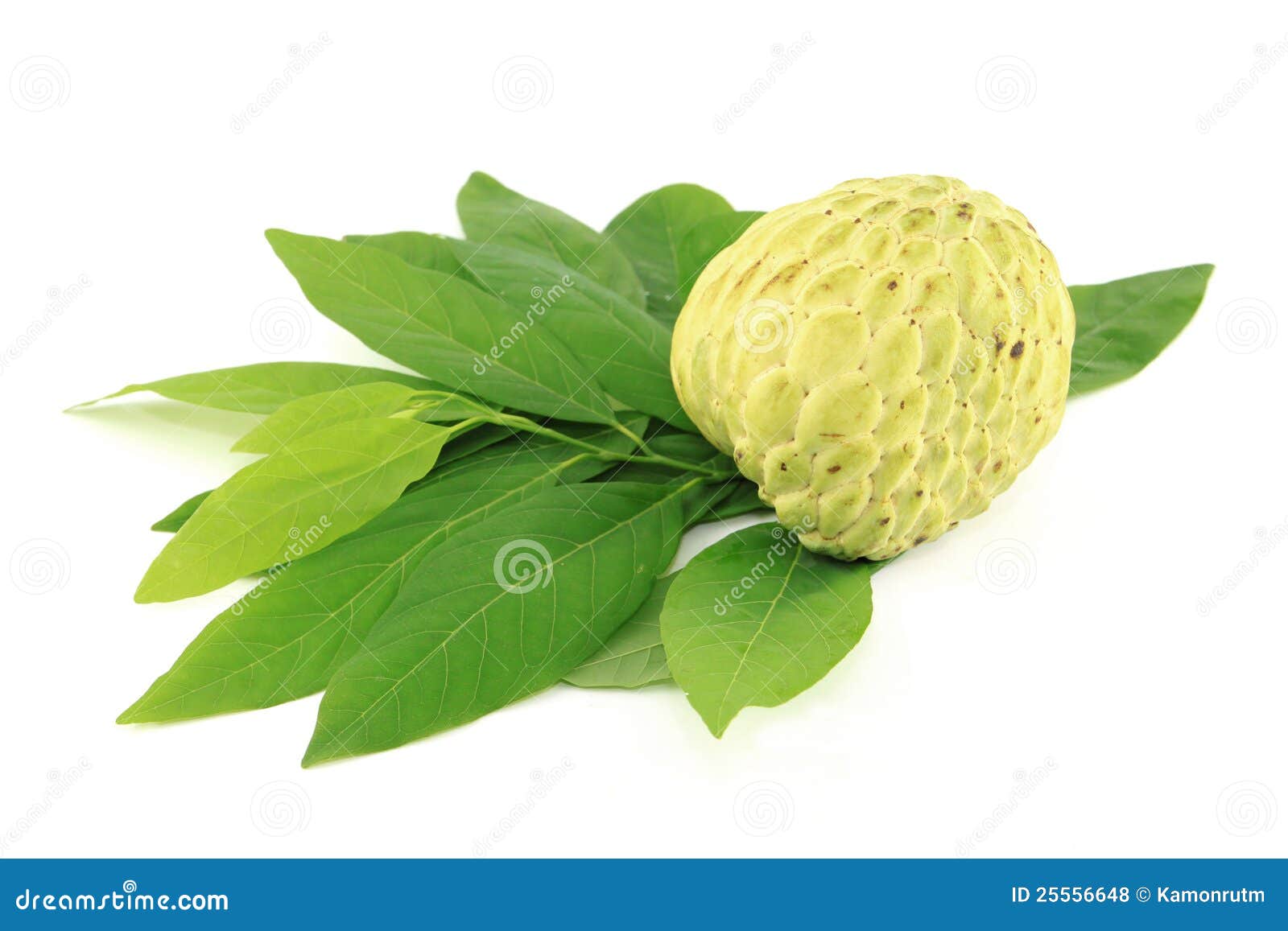 One Sugar Apple and leaves stock photo. Image of herb 25556648