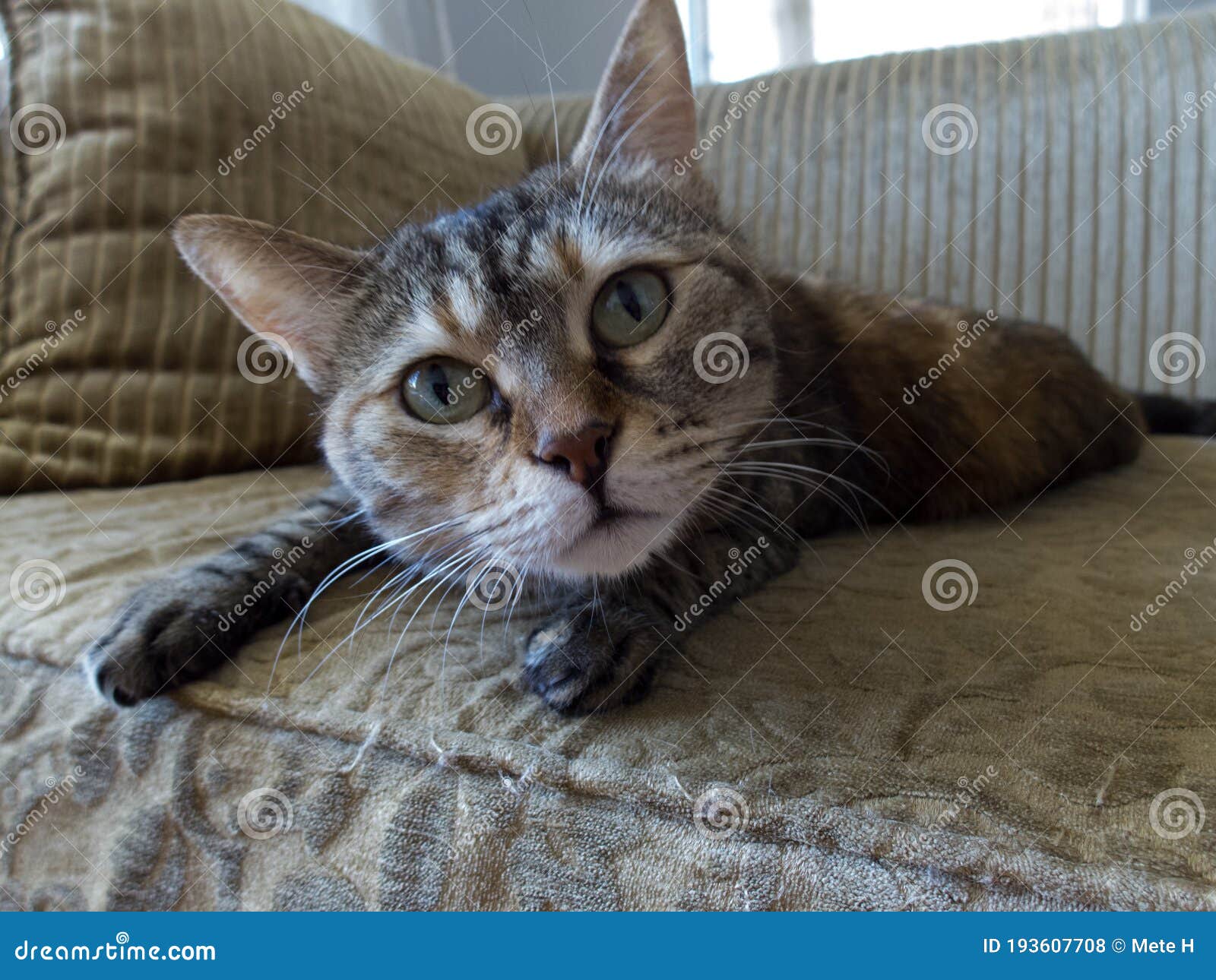 one tiger cat lying on the couch and looking funny at the camera