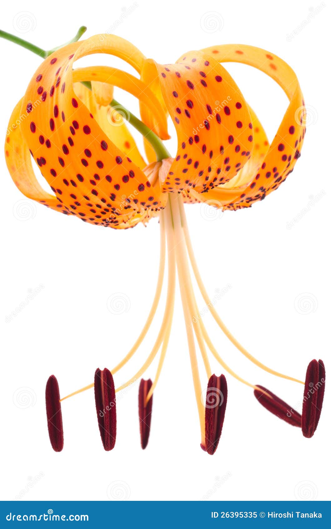 One Tiger Lily In Vertical Position Stock Image Image of tender