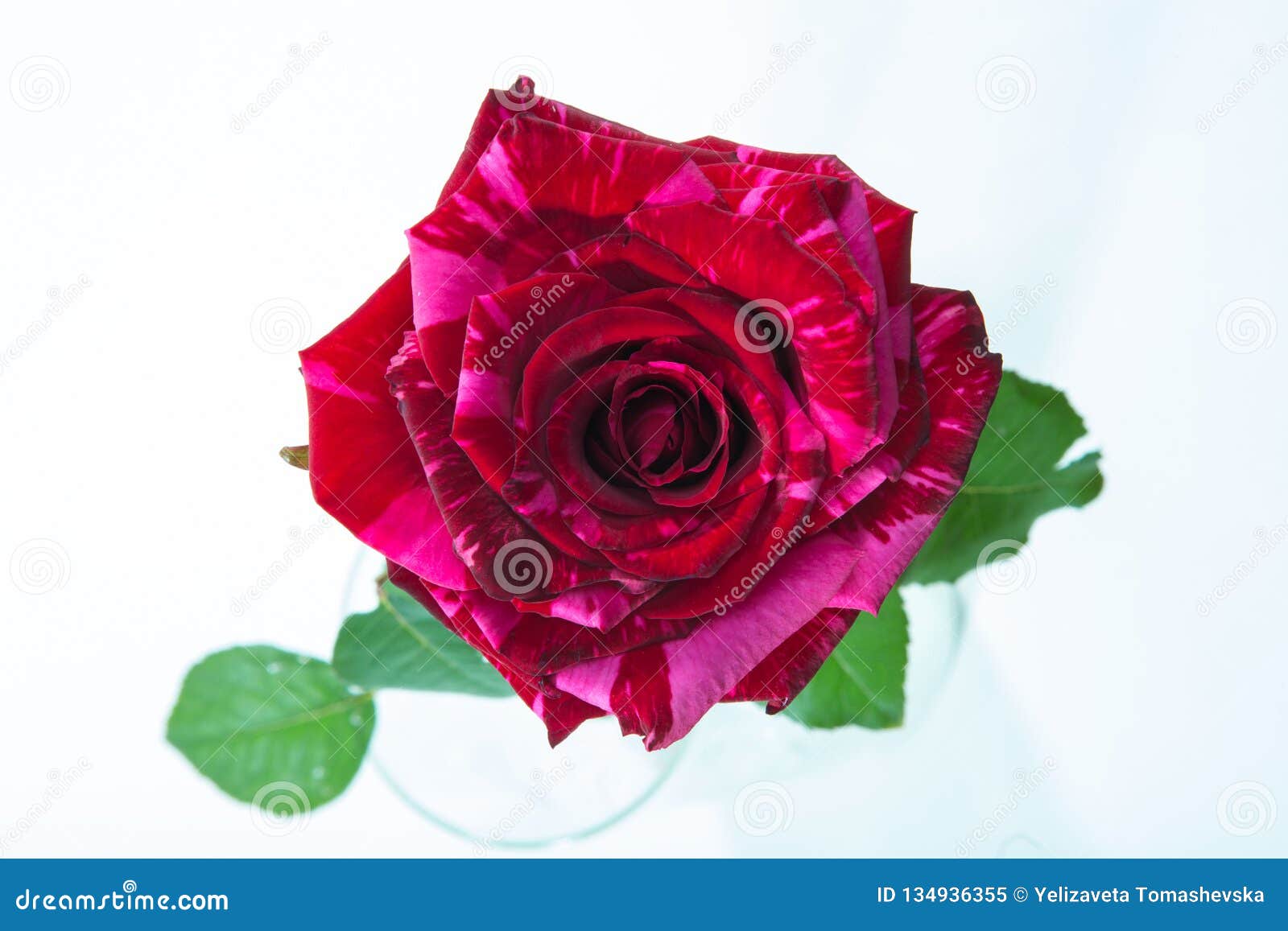 One Tiger Striped Red Rose Closeup, Bud View from All Macro on White
