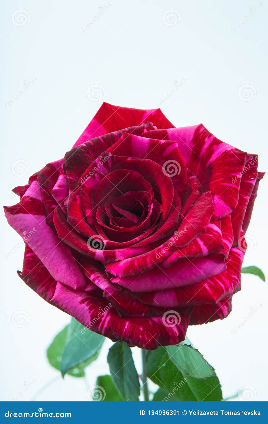 One Tiger Striped Red Rose Closeup, Bud View from All Macro on White