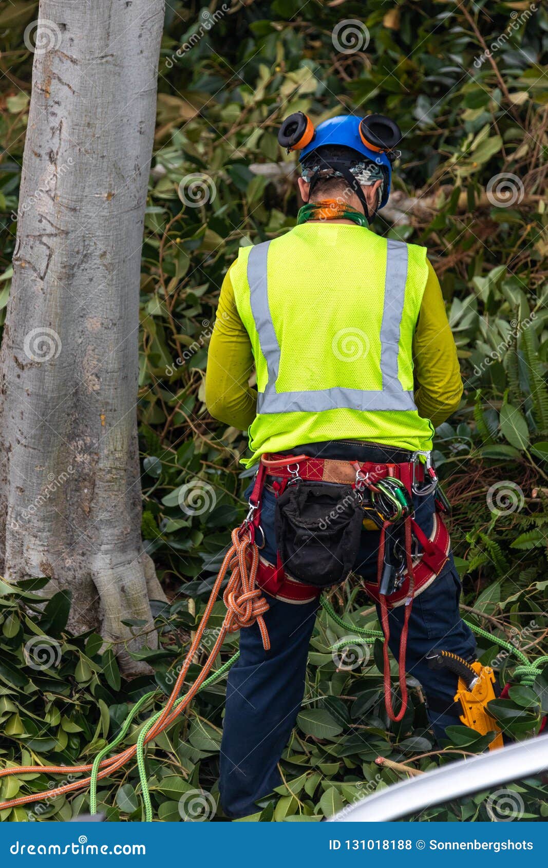 One Tree Trimmer with Gear Preparing To Climb Editorial Stock Photo
