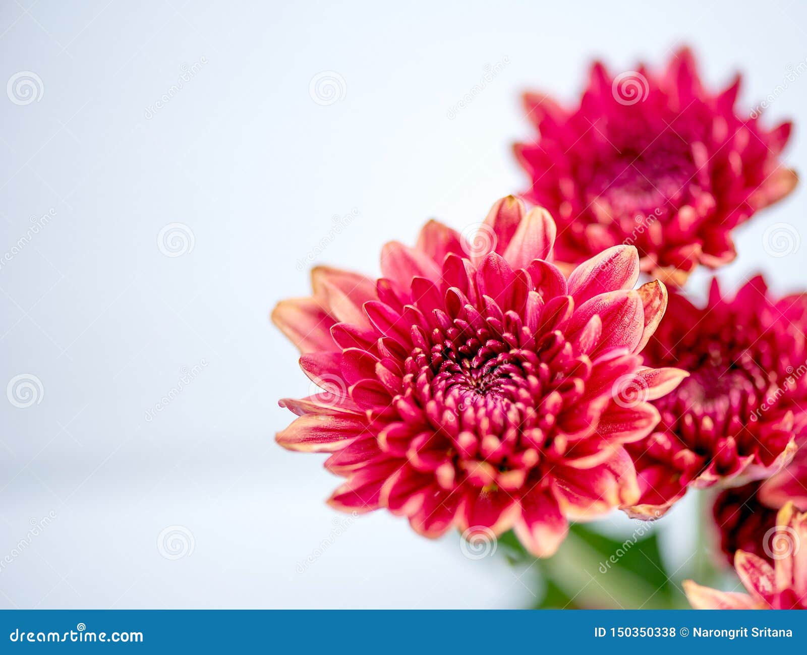 One Type of Red Orange Chrysanthemum Flowers on White and Gray