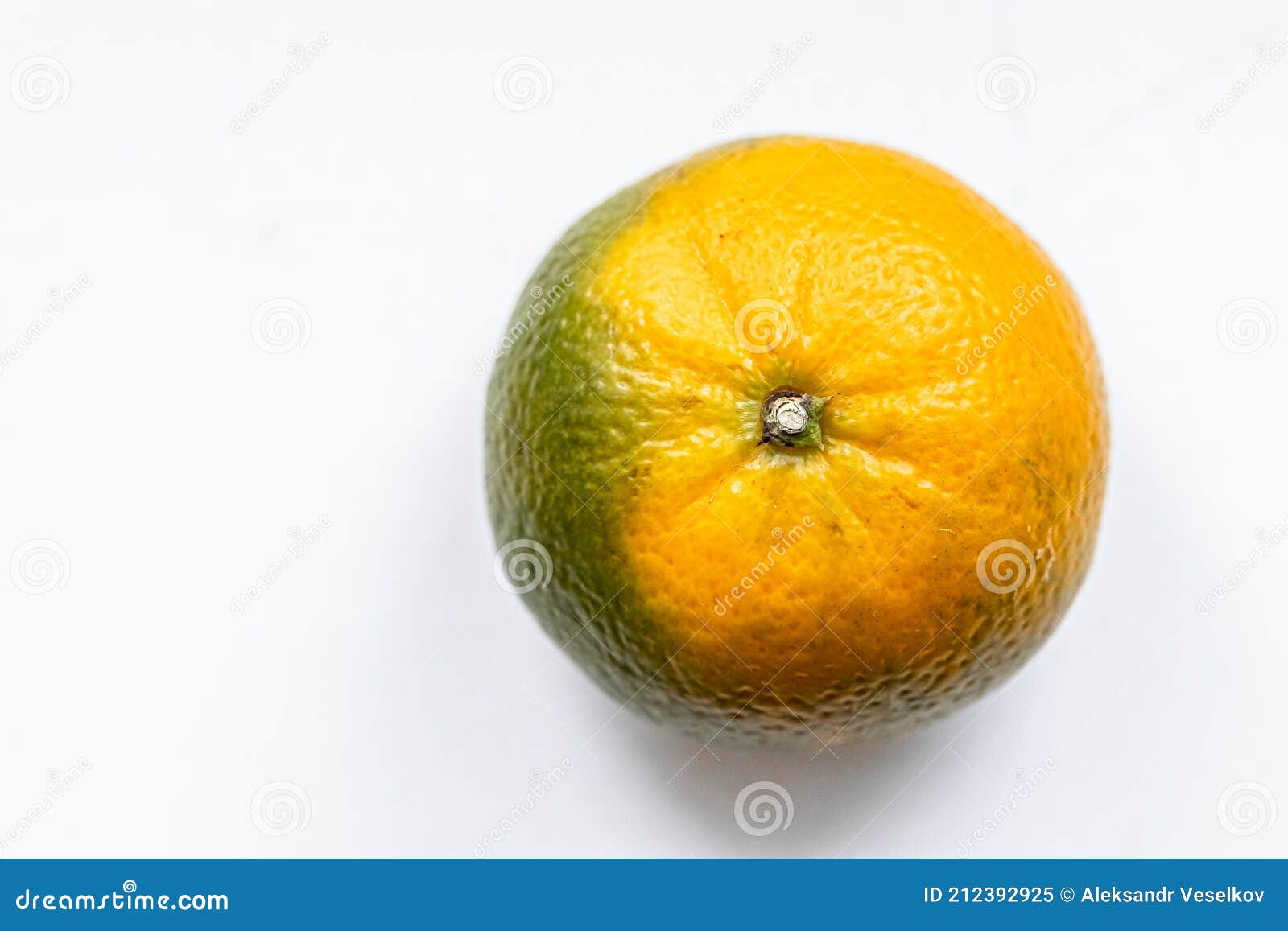 One Unripe Orange Green Matte Tangerine on White Background. Top View. Closeup, Macro. Right