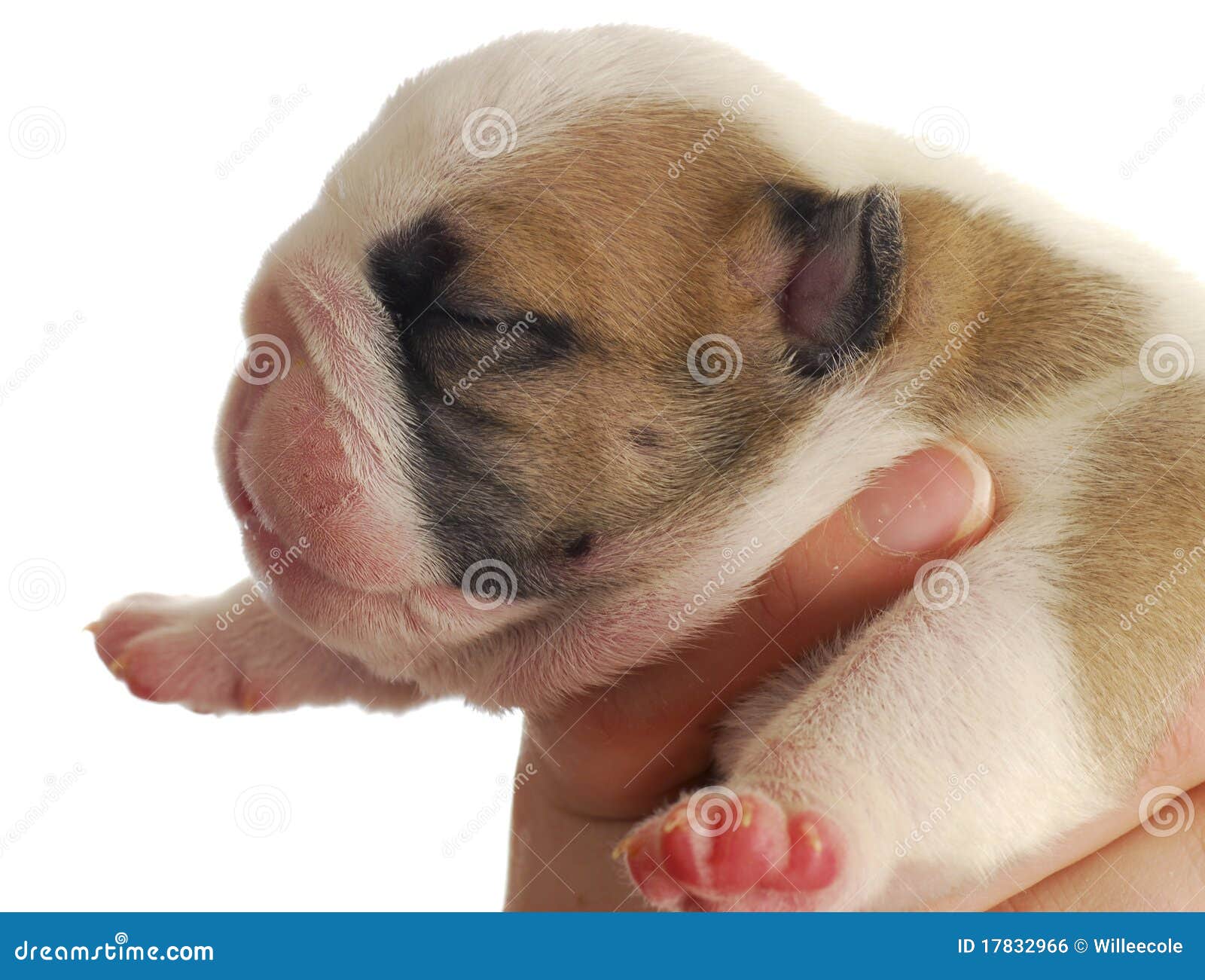 One week old puppy stock photo. Image of calmness, feeding