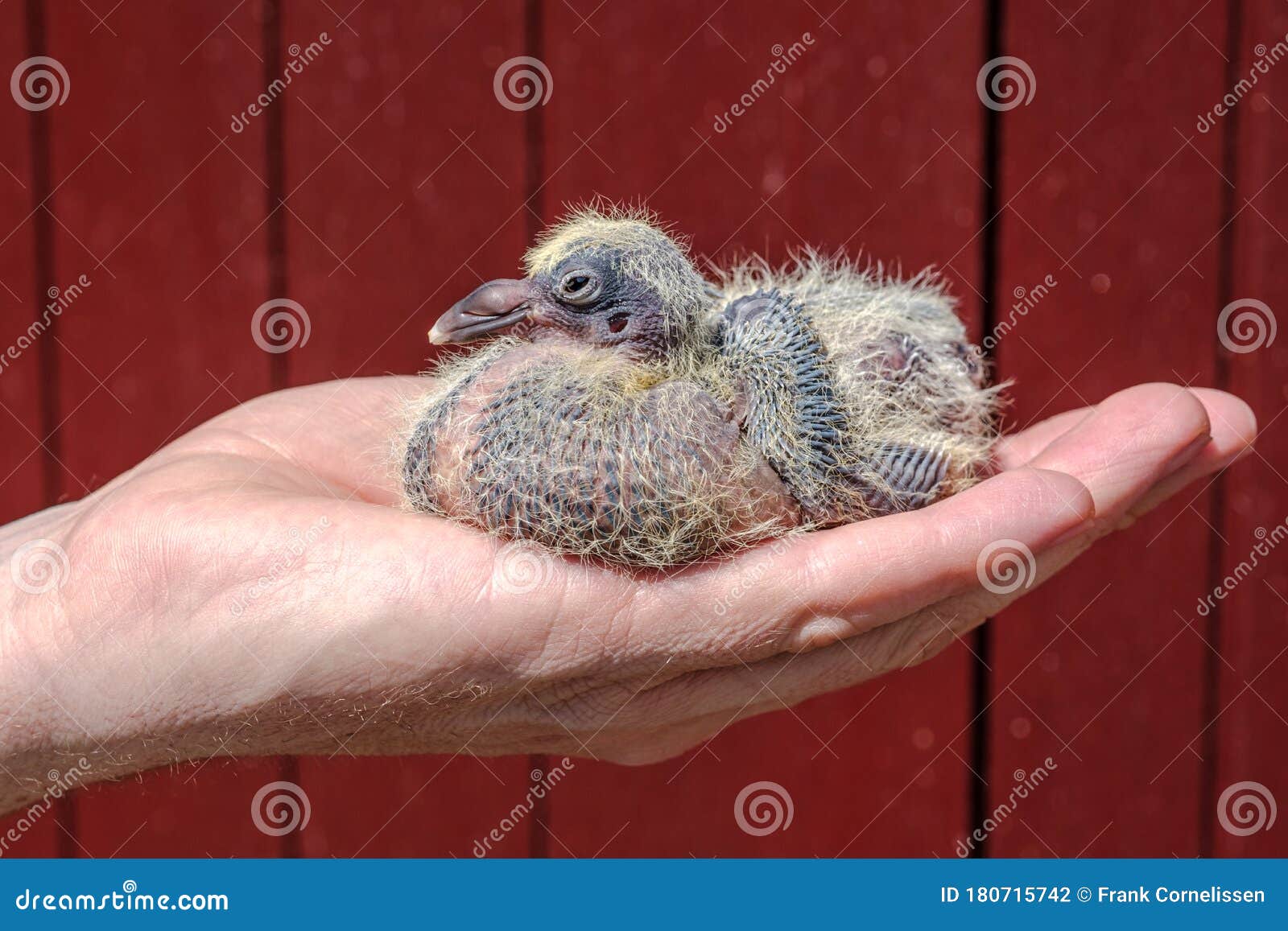 A One Week Old Young Racing Pigeon In The Hand Of The Pigeon Fancier Stock Photo Image Of Messenger Fledgling A One Week Old Young Racing Pigeon In The Hand Of The Pigeon Fancier Stock Photo Image Of Messenger Fledgling