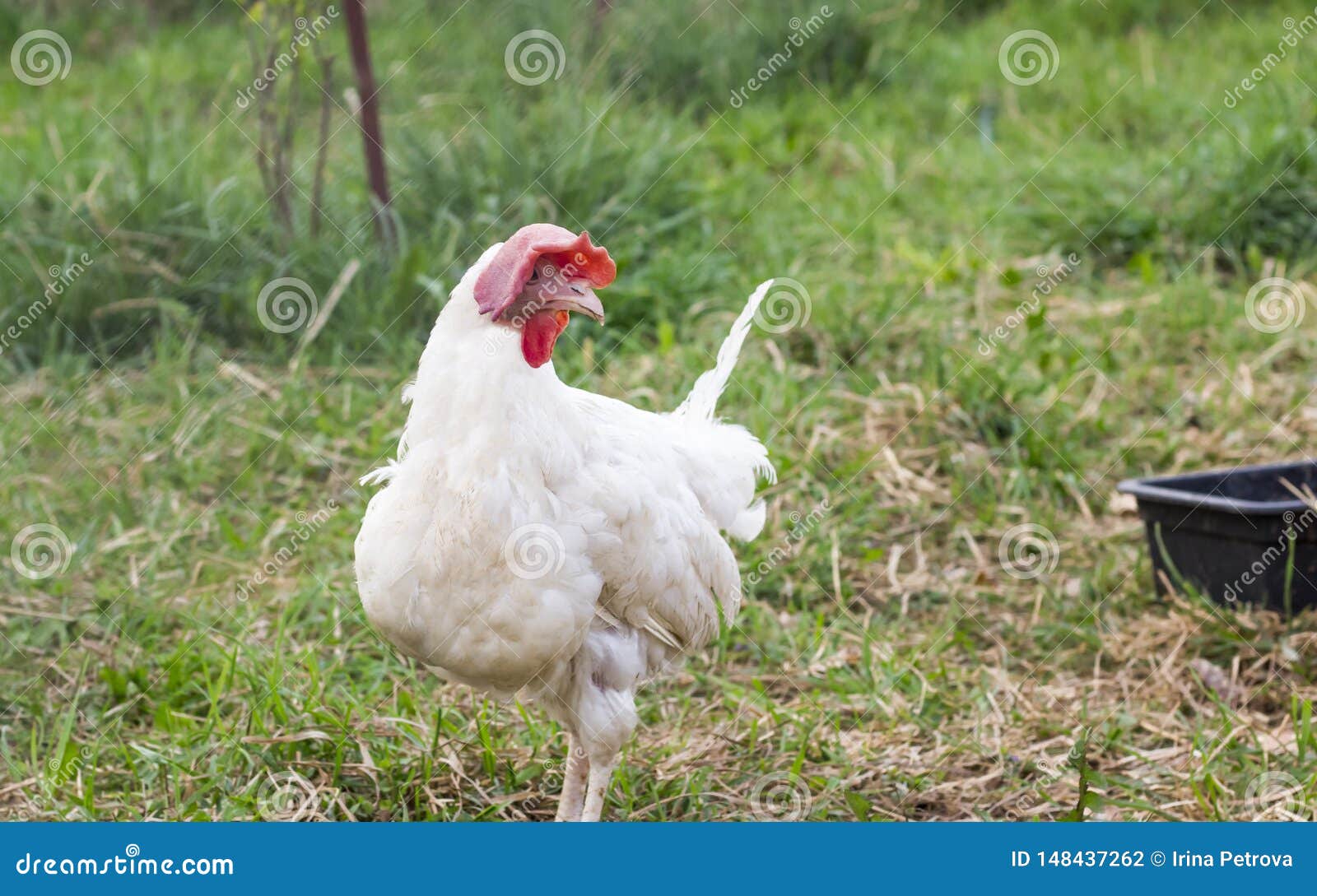 One White Adult Funny Chicken Walking in the Yard Stock Photo - Image of  chicken, fowl: 148437262