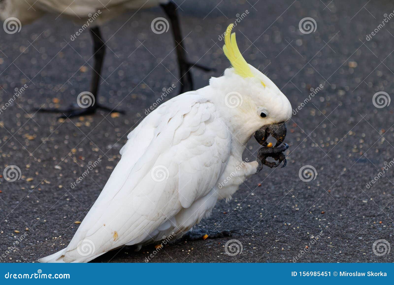 one white cockatoos