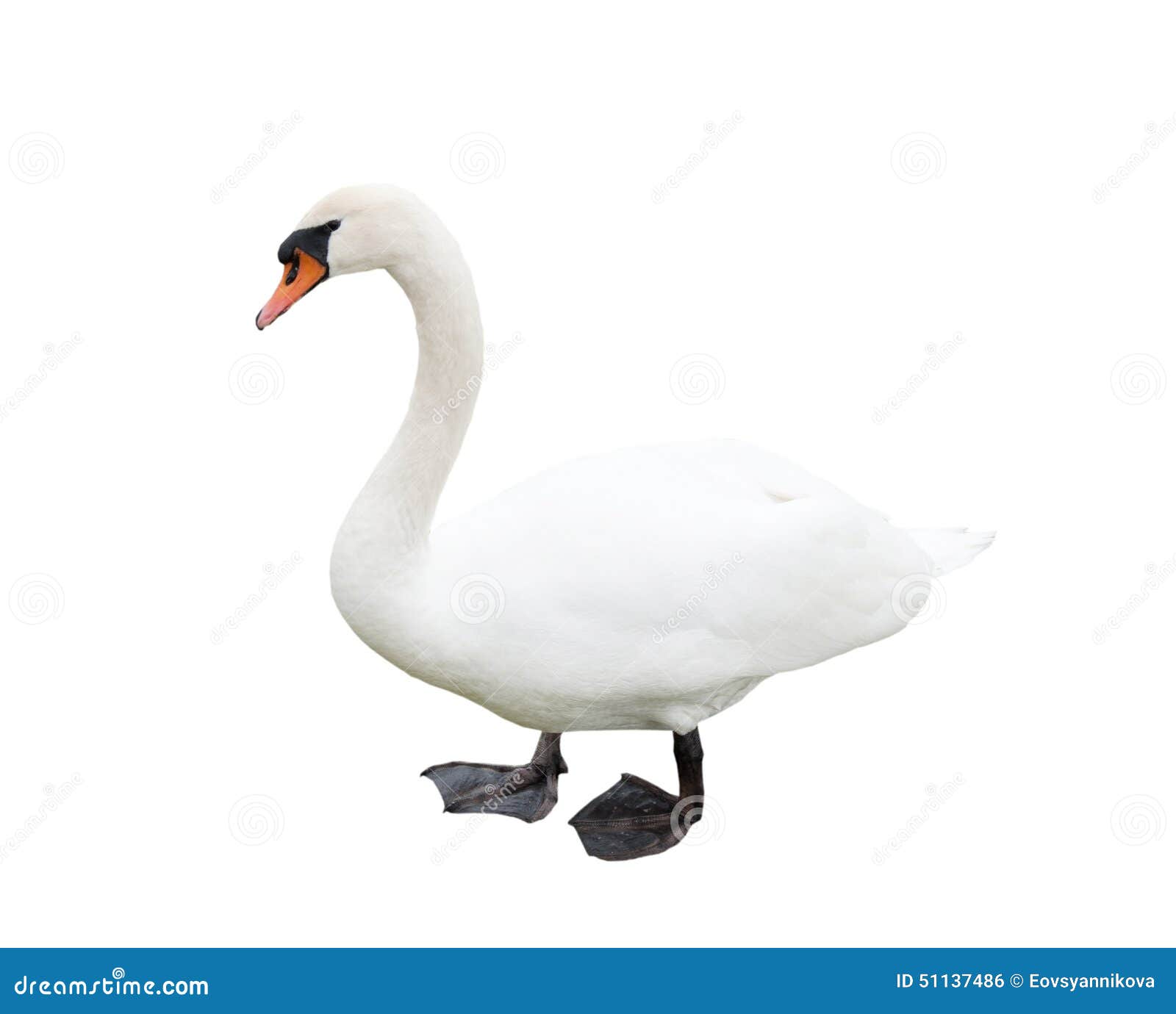one white swan, 