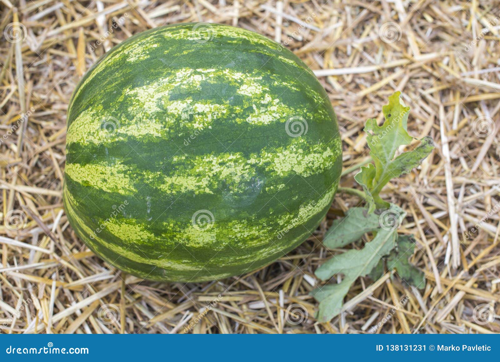 Watermelon on straw stock image. Image of closeup, sweet 138131231