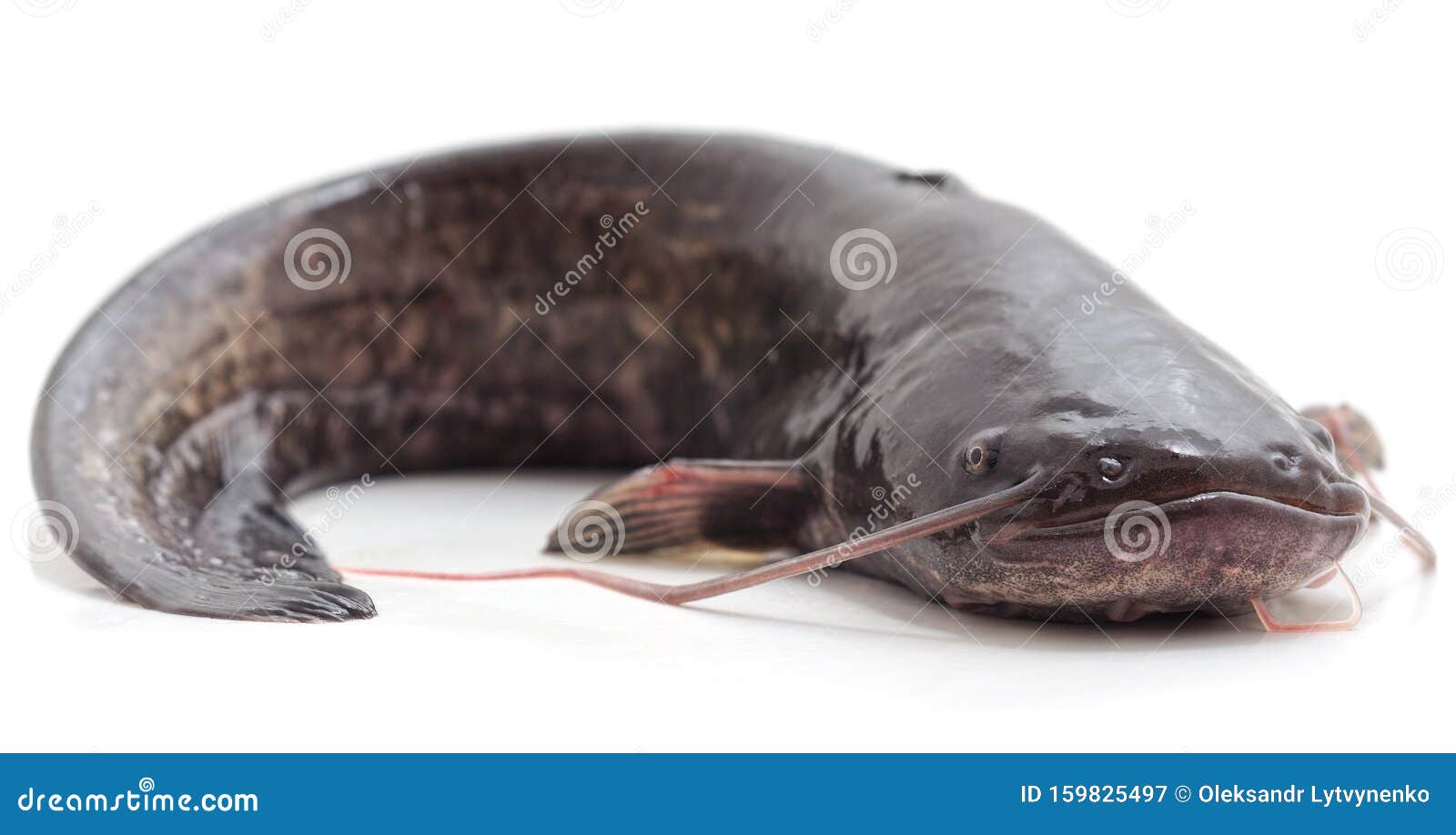 One wild catfish stock image. Image of catch, nature 159825497