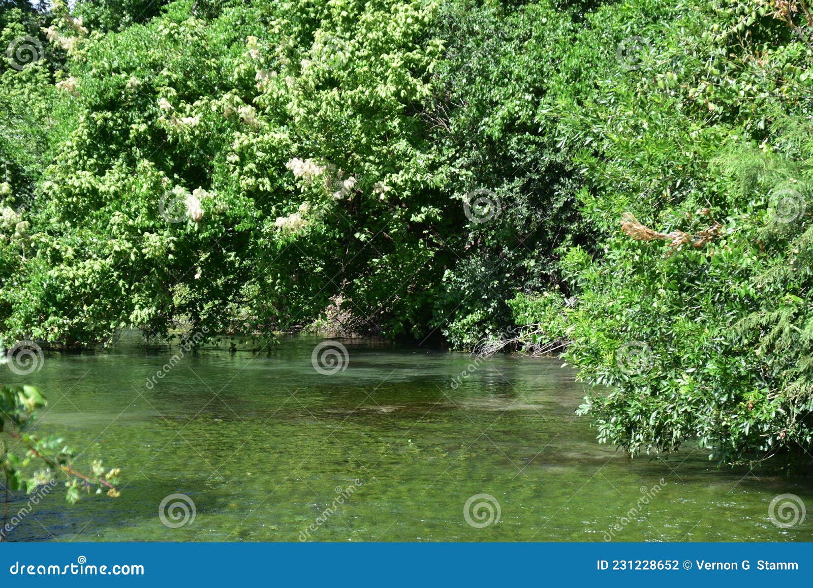 Comal Springs River stock photo. Image of landa, views - 231228652