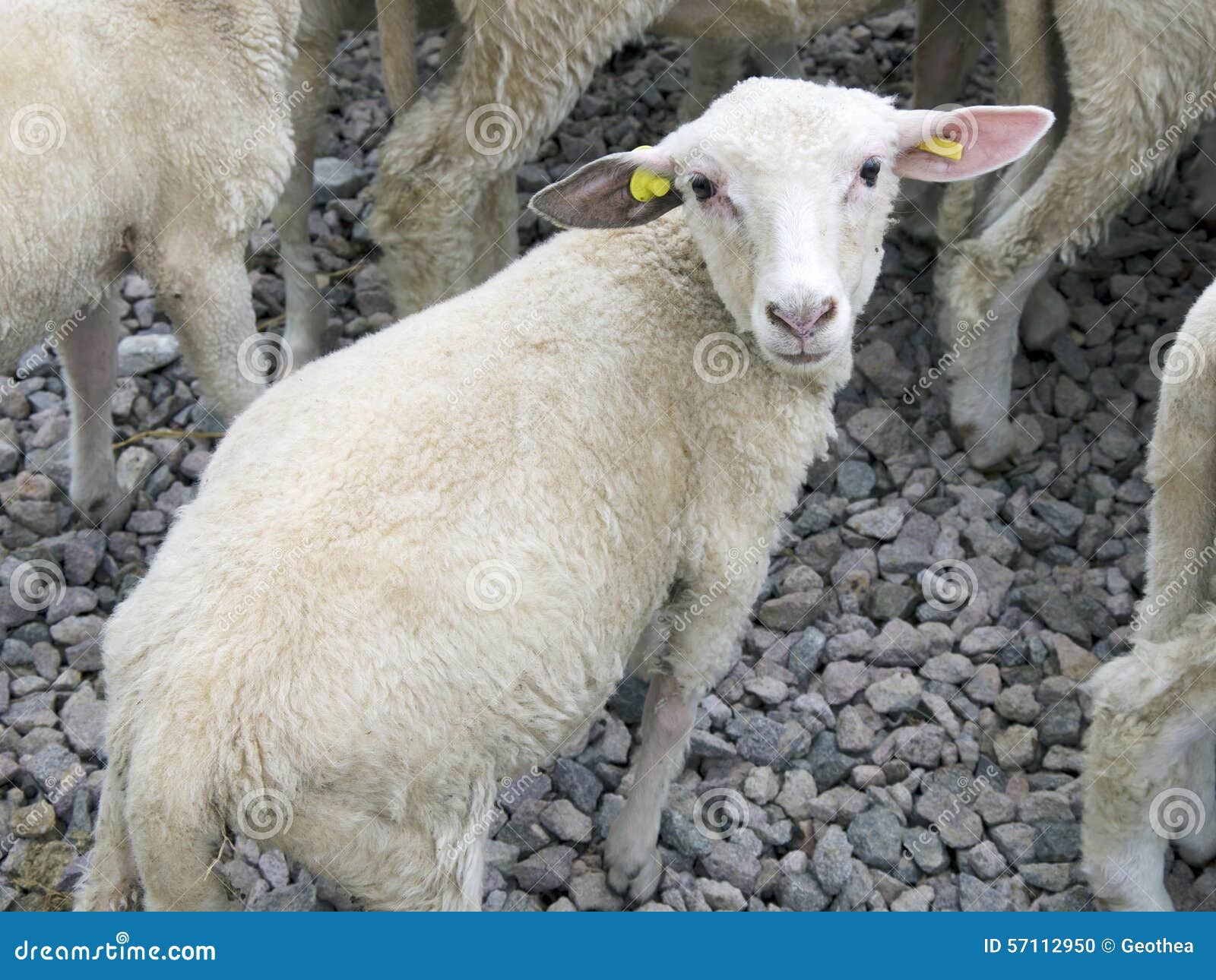 The One Year Old Lamb on Farm Stock Photo Image of curious, young