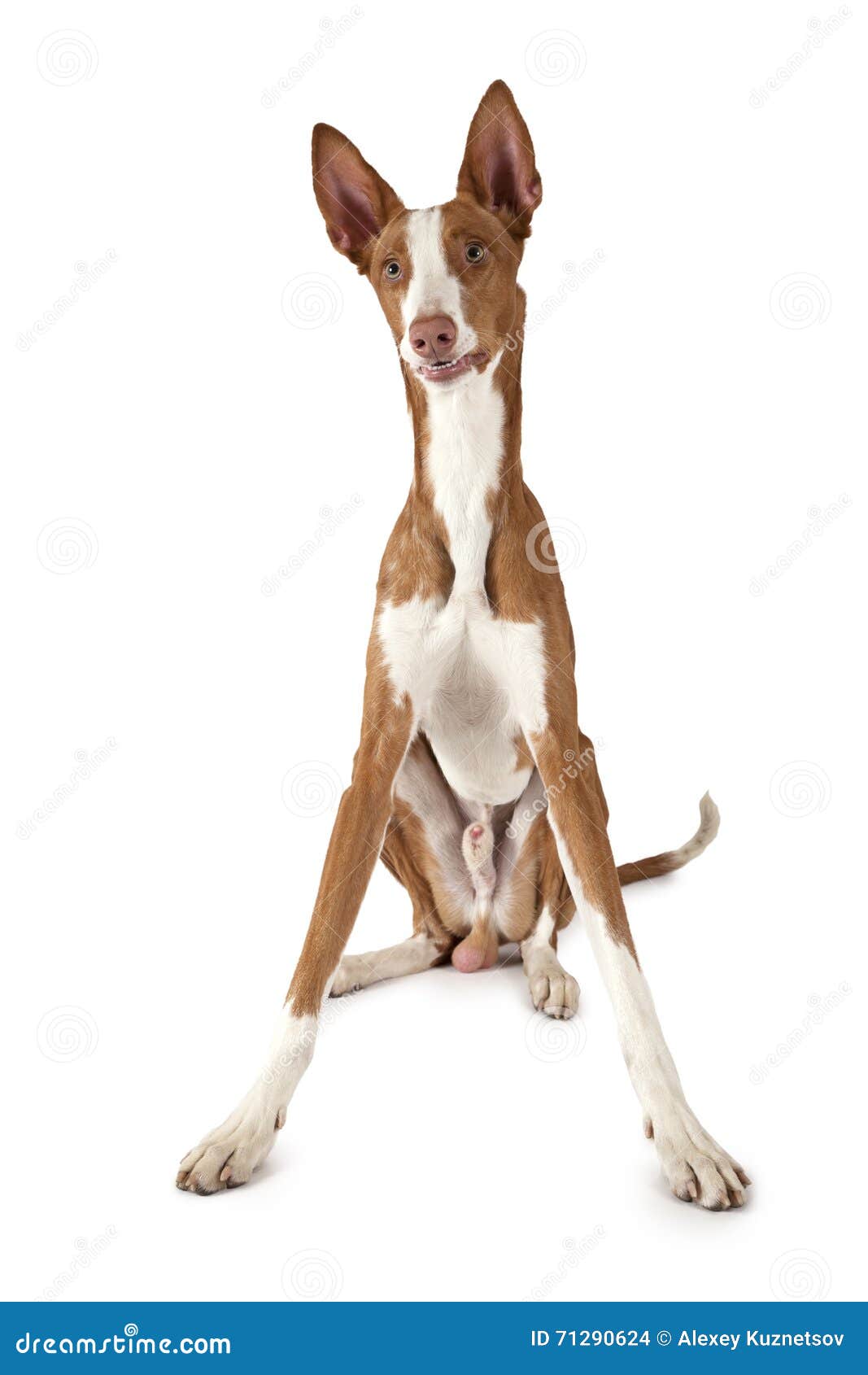 one year old podenco ibicenco dog over white