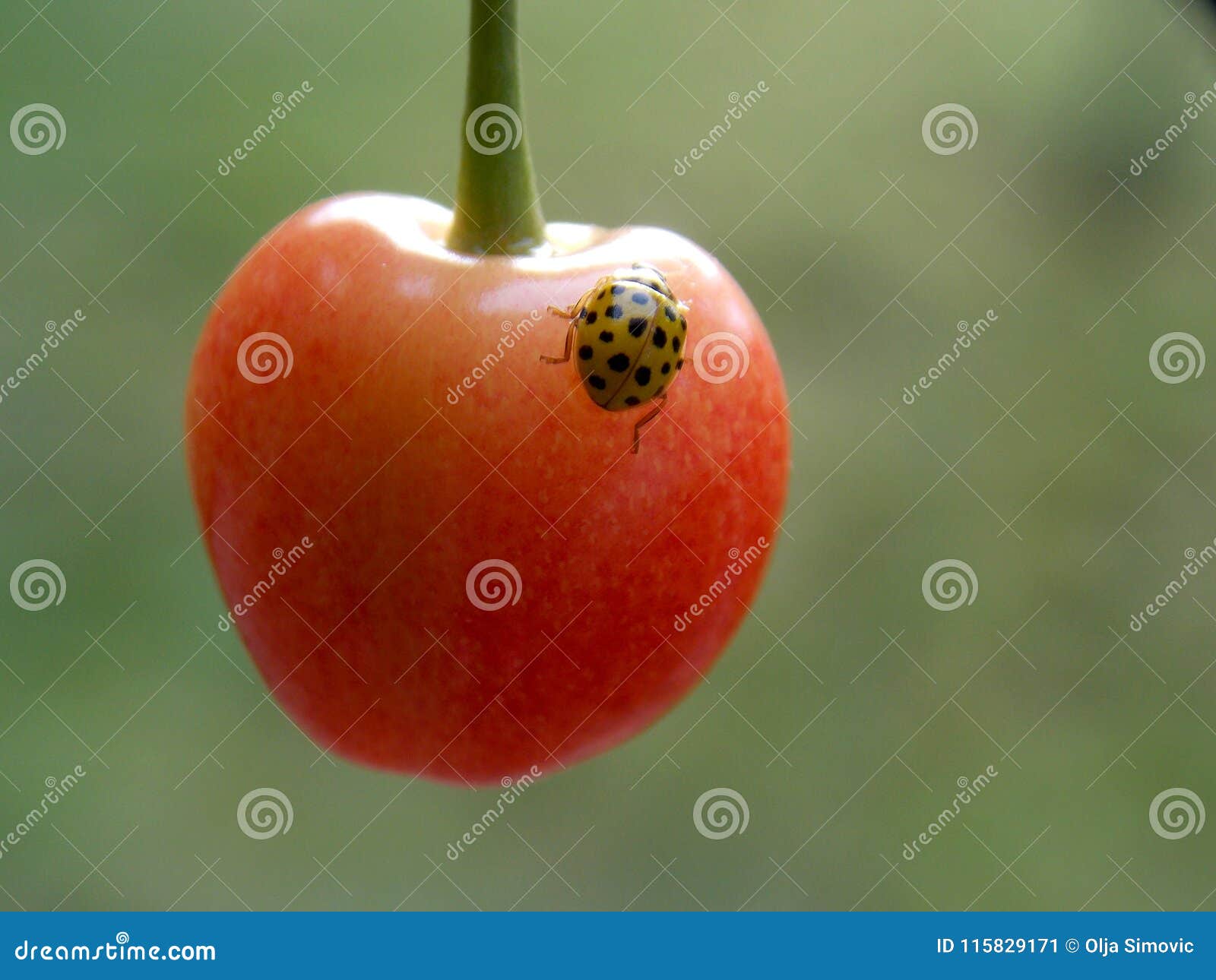 Yellow ladybug on cherry stock image. Image of food 115829171