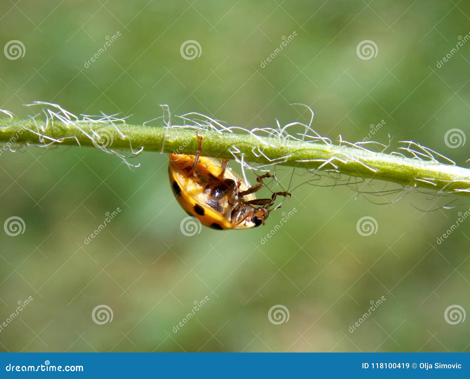 Yellow ladybug on plant stock image. Image of little 118100419