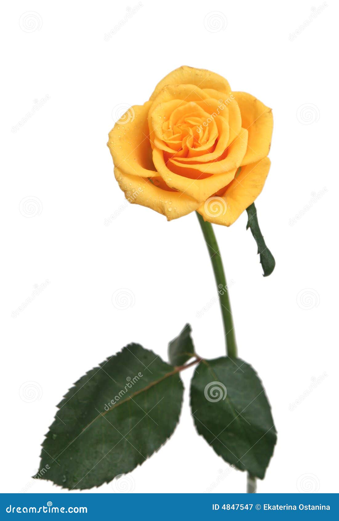 One Yellow Rose On A White Background Stock Image Image of love