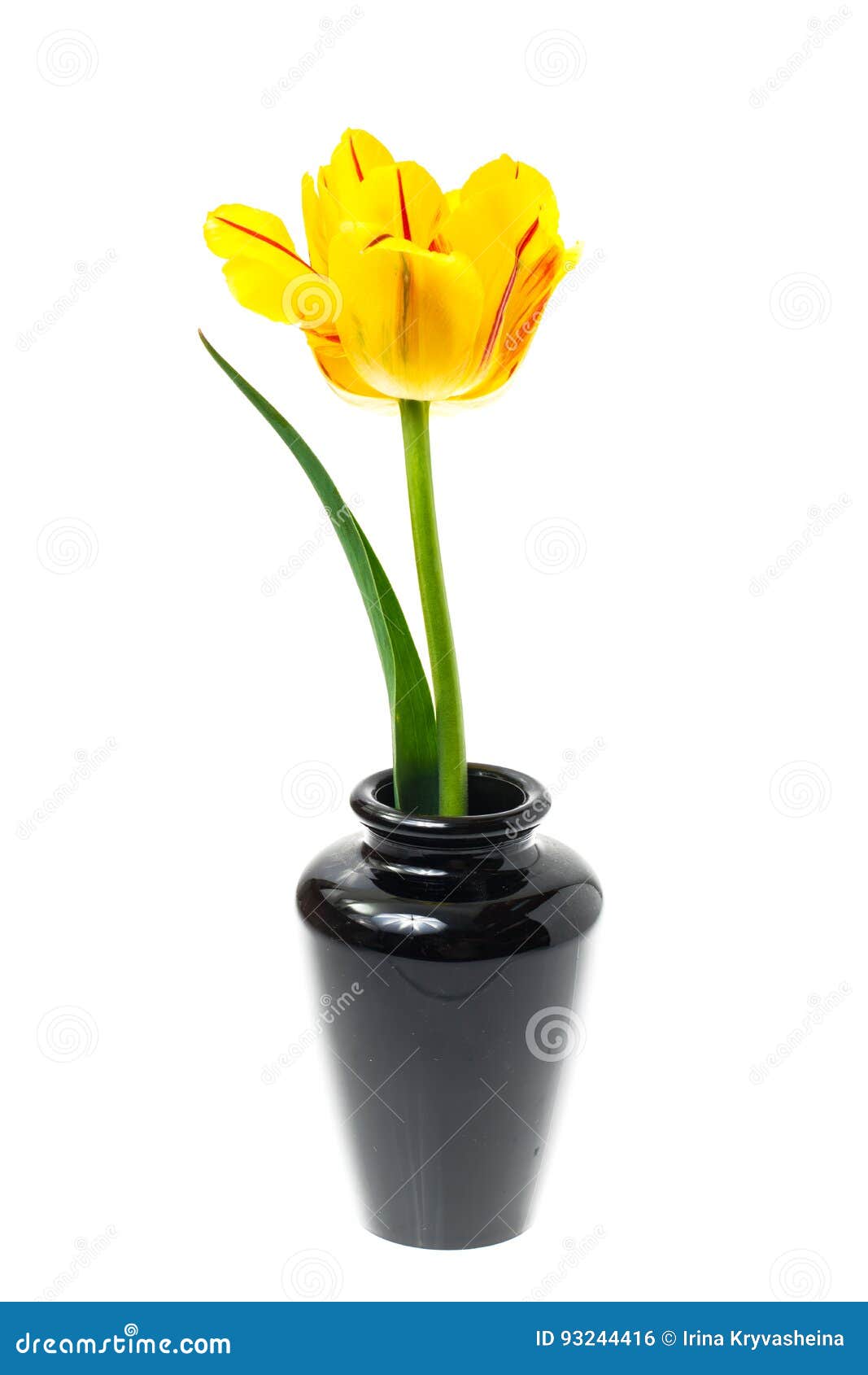 One yellow tulip in vase stock photo. Image of florist 93244416