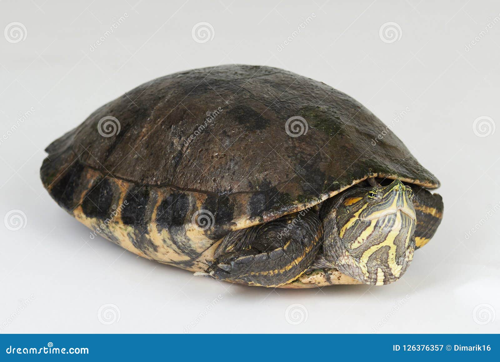 One young turtle stock image. Image of yellow, turtle 126376357