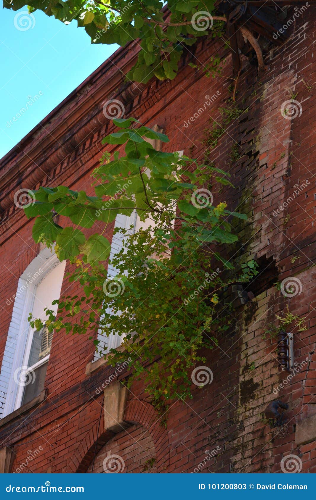 Ongewenste boom. Deze boom is op de een of andere manier erin geslaagd om wortel te schieten en uit de naden van de bakstenen muur voort te komen van de oude bouw beschadigend de integriteit van de muur