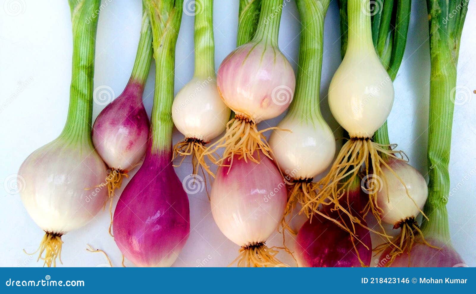 allium cepa fresh onion roots leaves snap