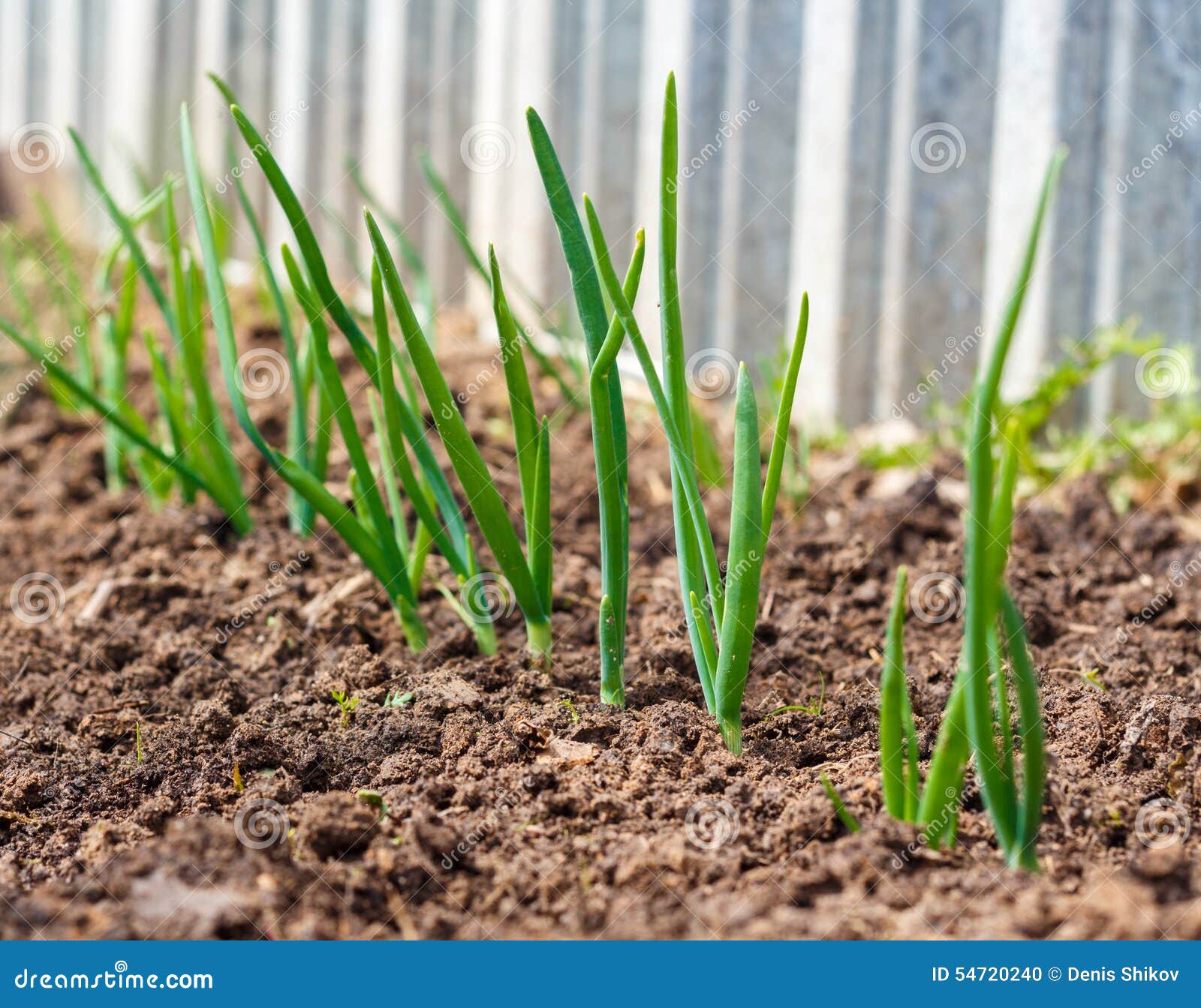 Onion stock photo. Image of freshness, gardening, organic 54720240