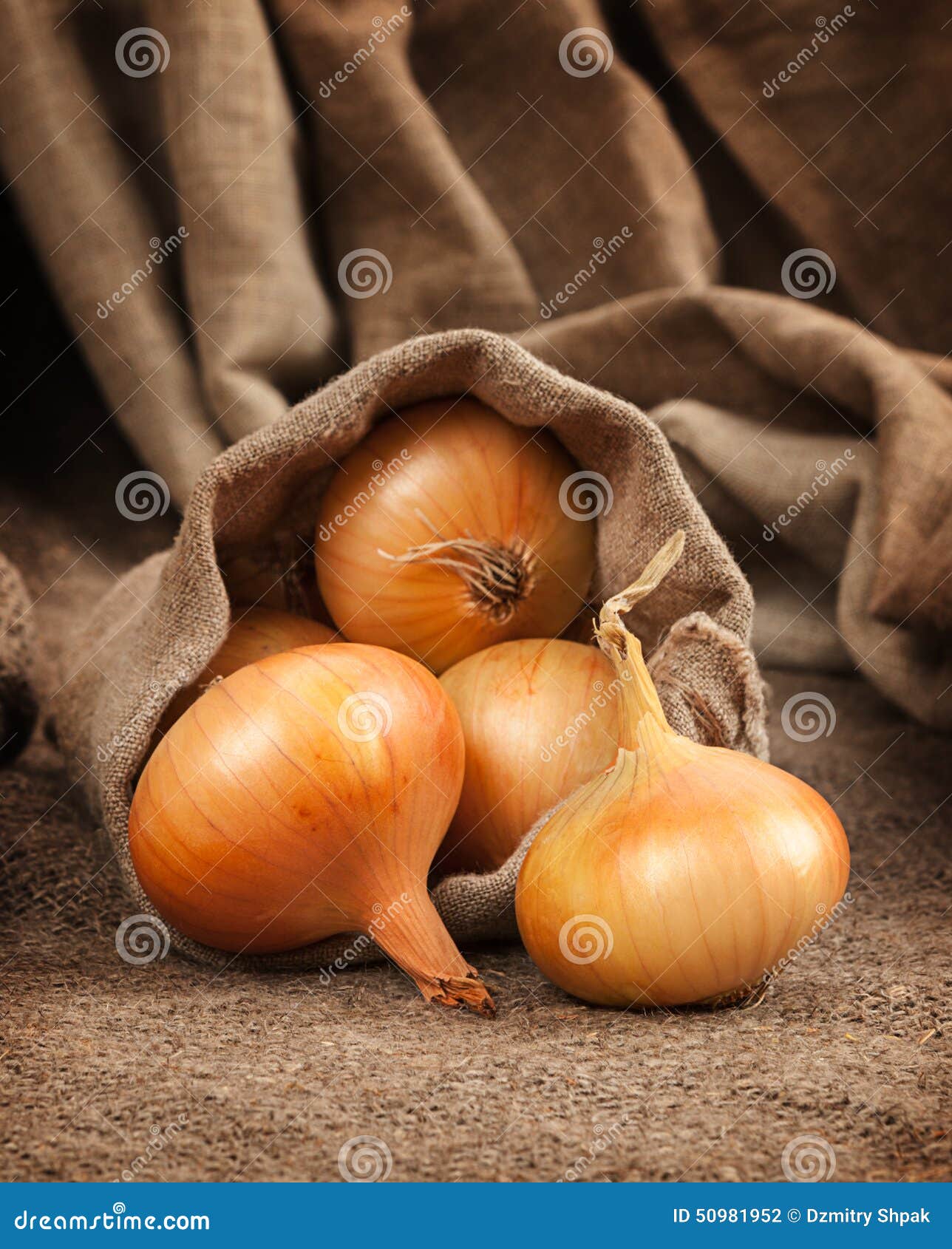 Onion in bag stock photo. Image of food, field, life 50981952