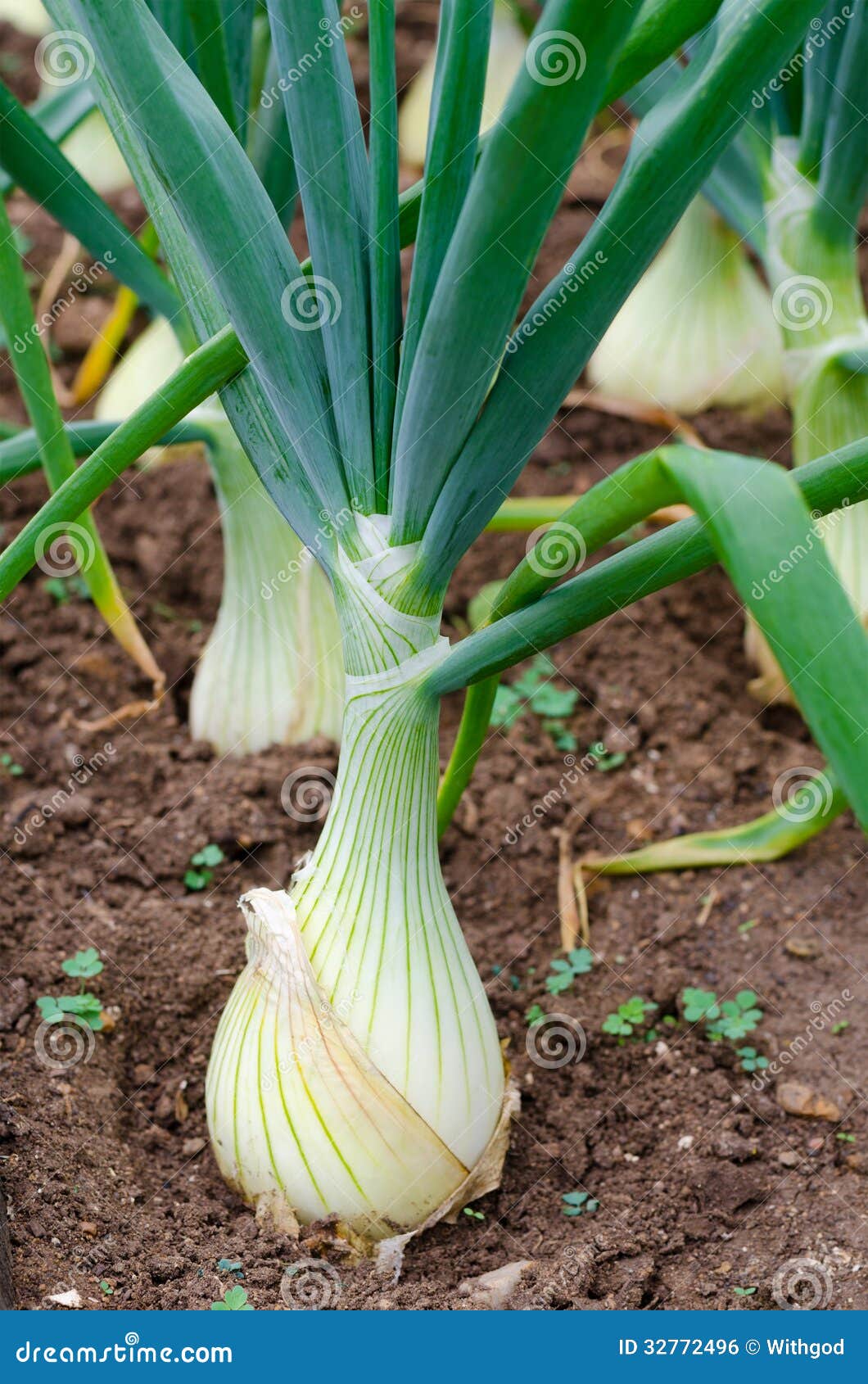 Onion on bed stock photo. Image of green, onion, plants 32772496