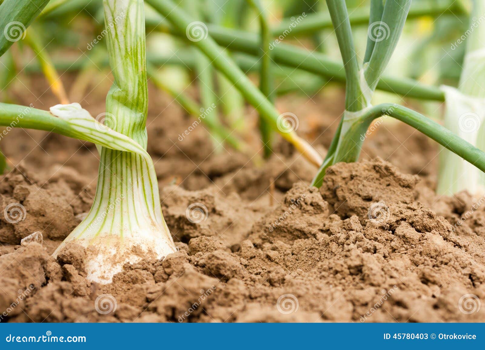 Onion stock image. Image of maturing, closeup, heap, farm 45780403