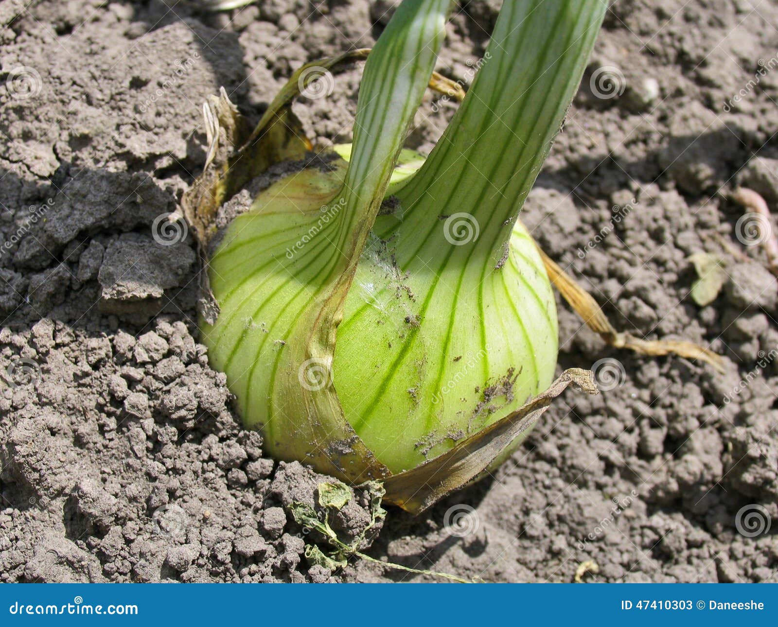 Onion on bed stock image. Image of bulb, growing, kitchen 47410303