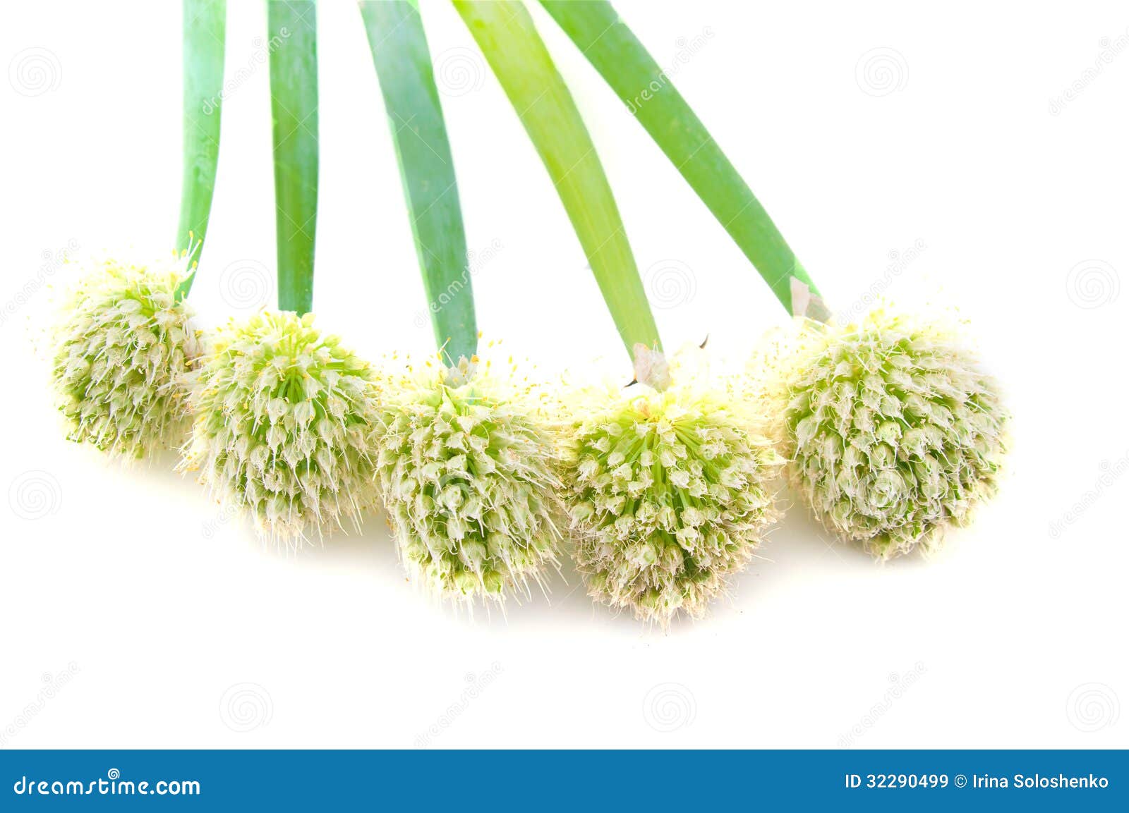 Onion Blossom stock image. Image of isolated, single 32290499
