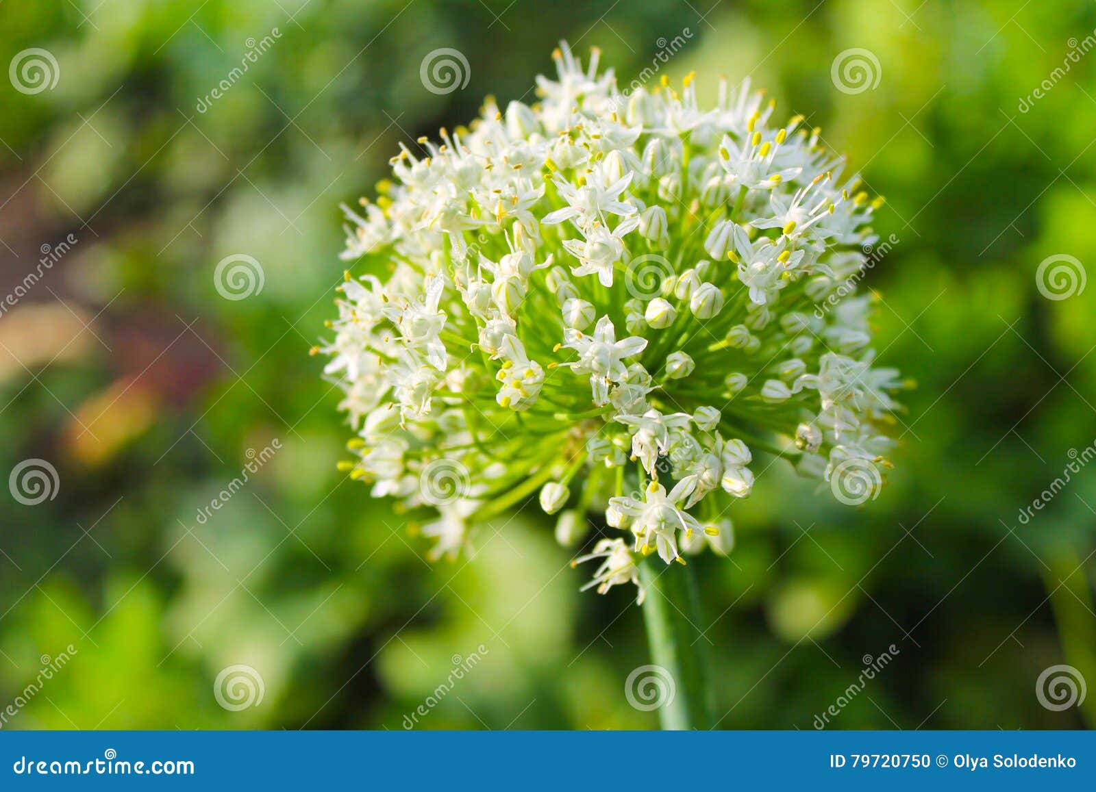 Onion blossom stock photo. Image of floral, green, botany 79720750