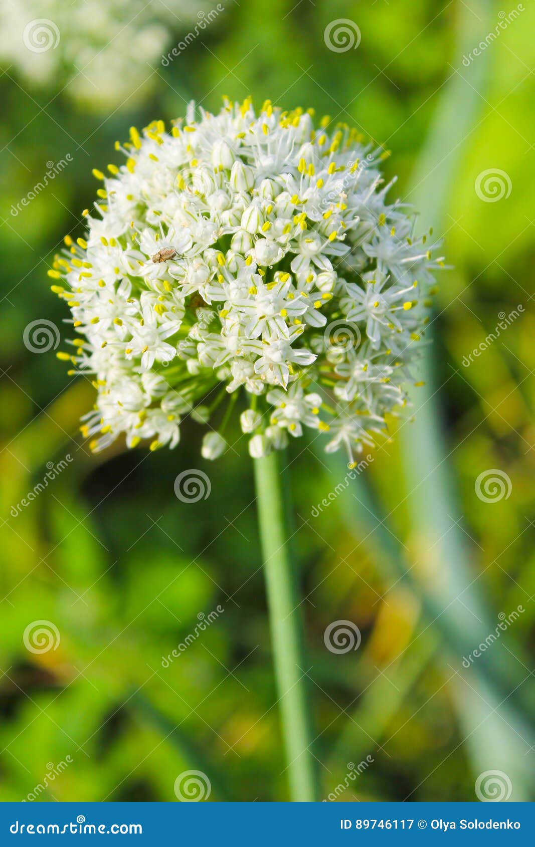 Onion blossom stock image. Image of macro, healthy, onion 89746117