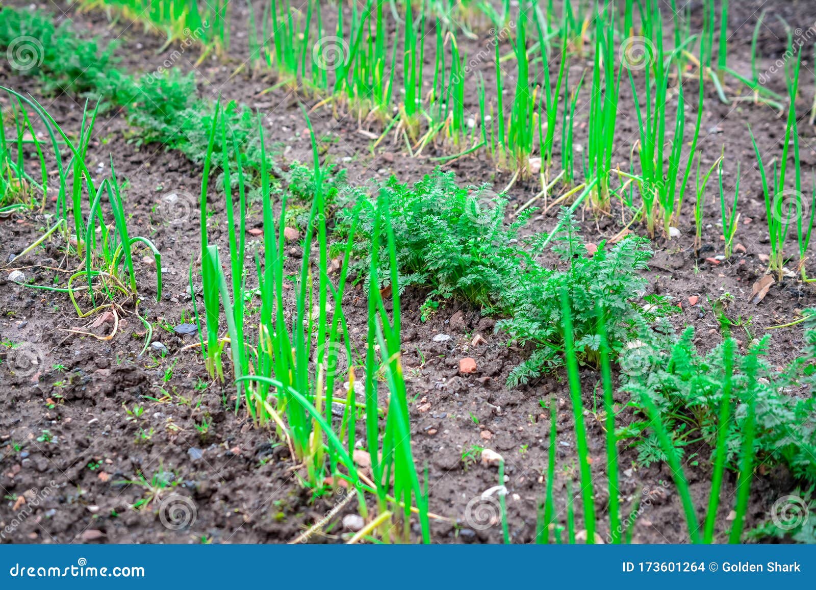 onion and carrot growing in garden