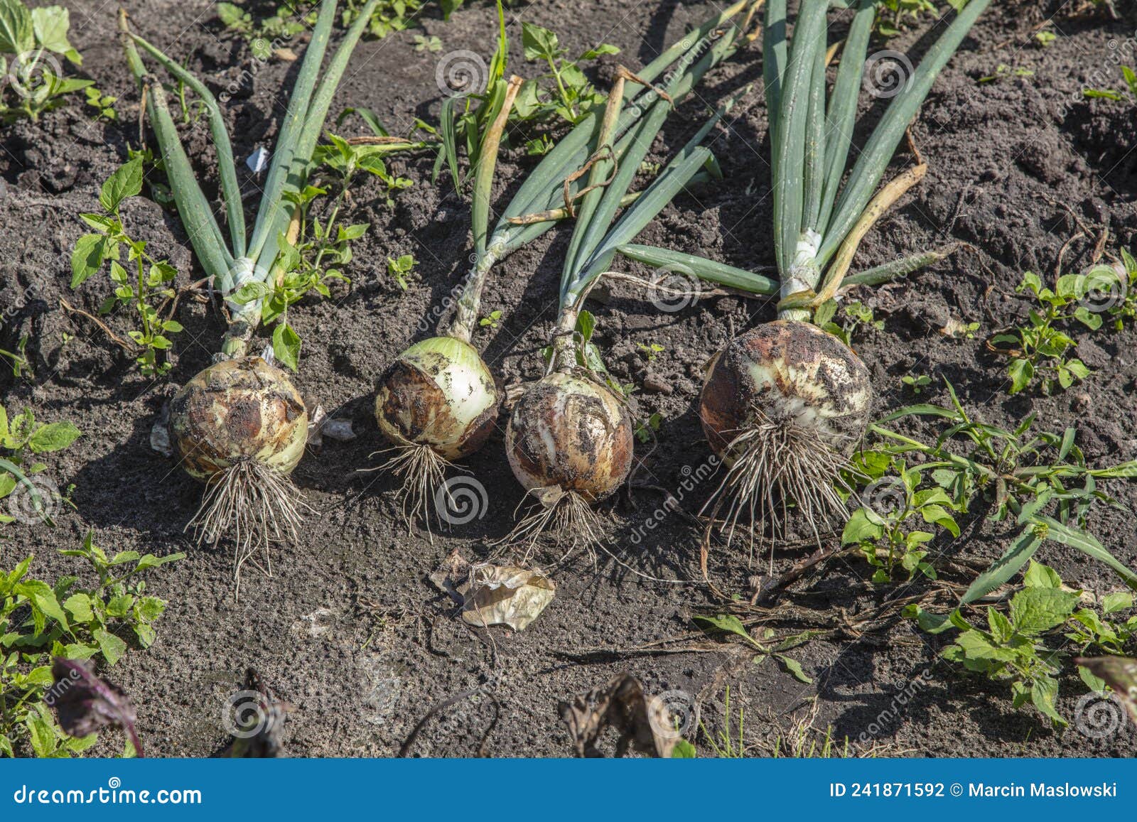 Onion with Chives, Torn from the Soil Stock Photo Image of chives