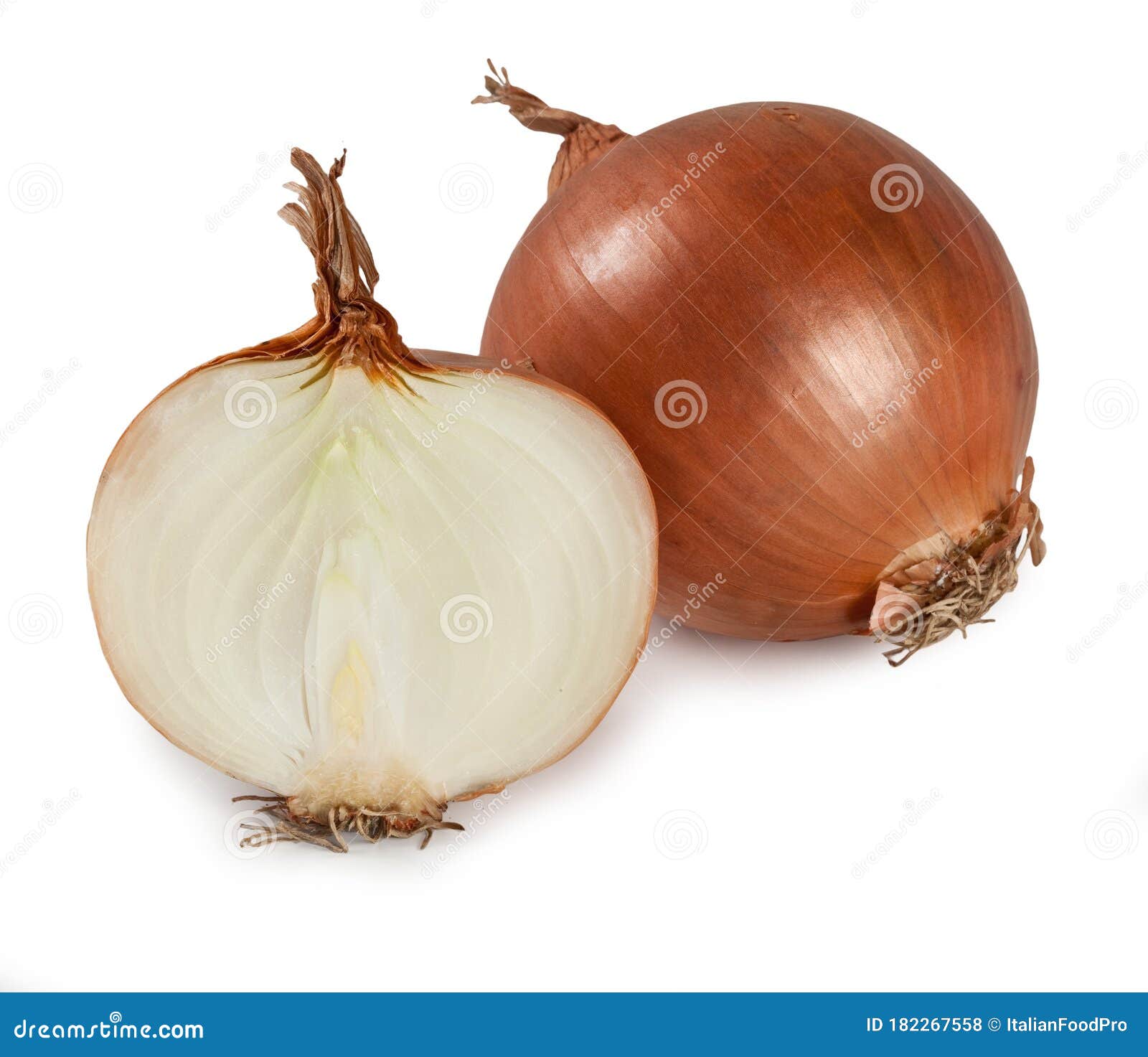 onion - `cipolla`  on white