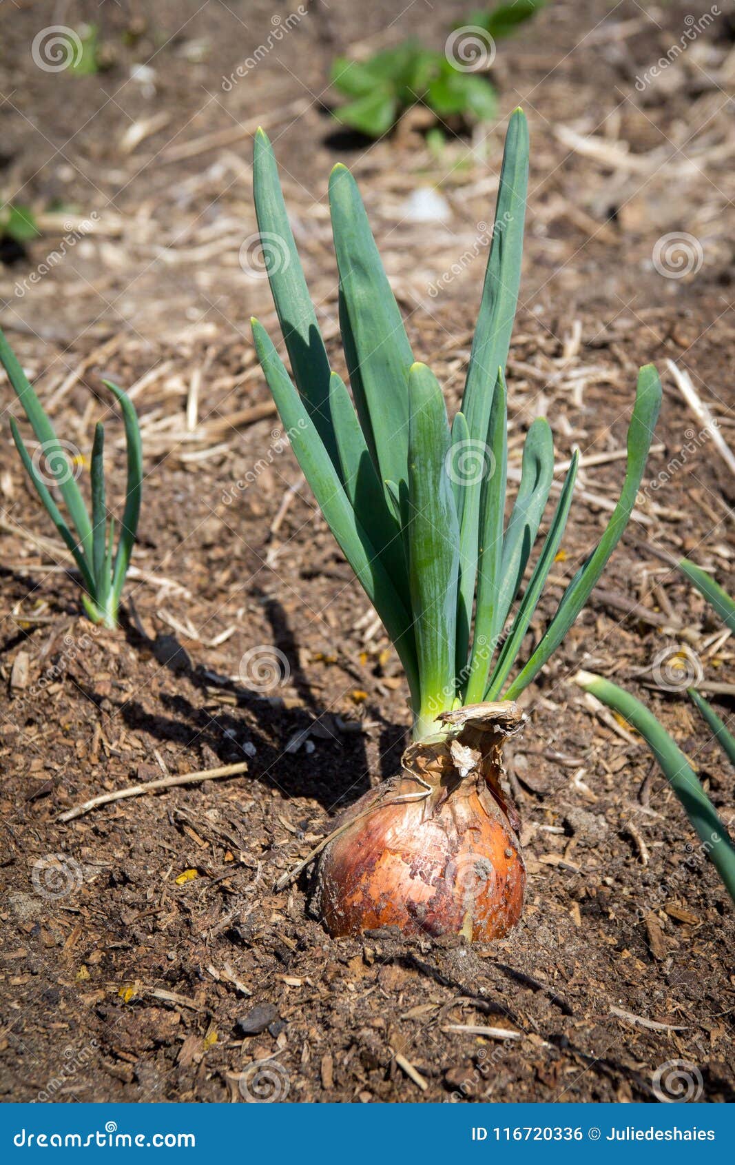 Onion crop in the garden stock photo. Image of soil 116720336