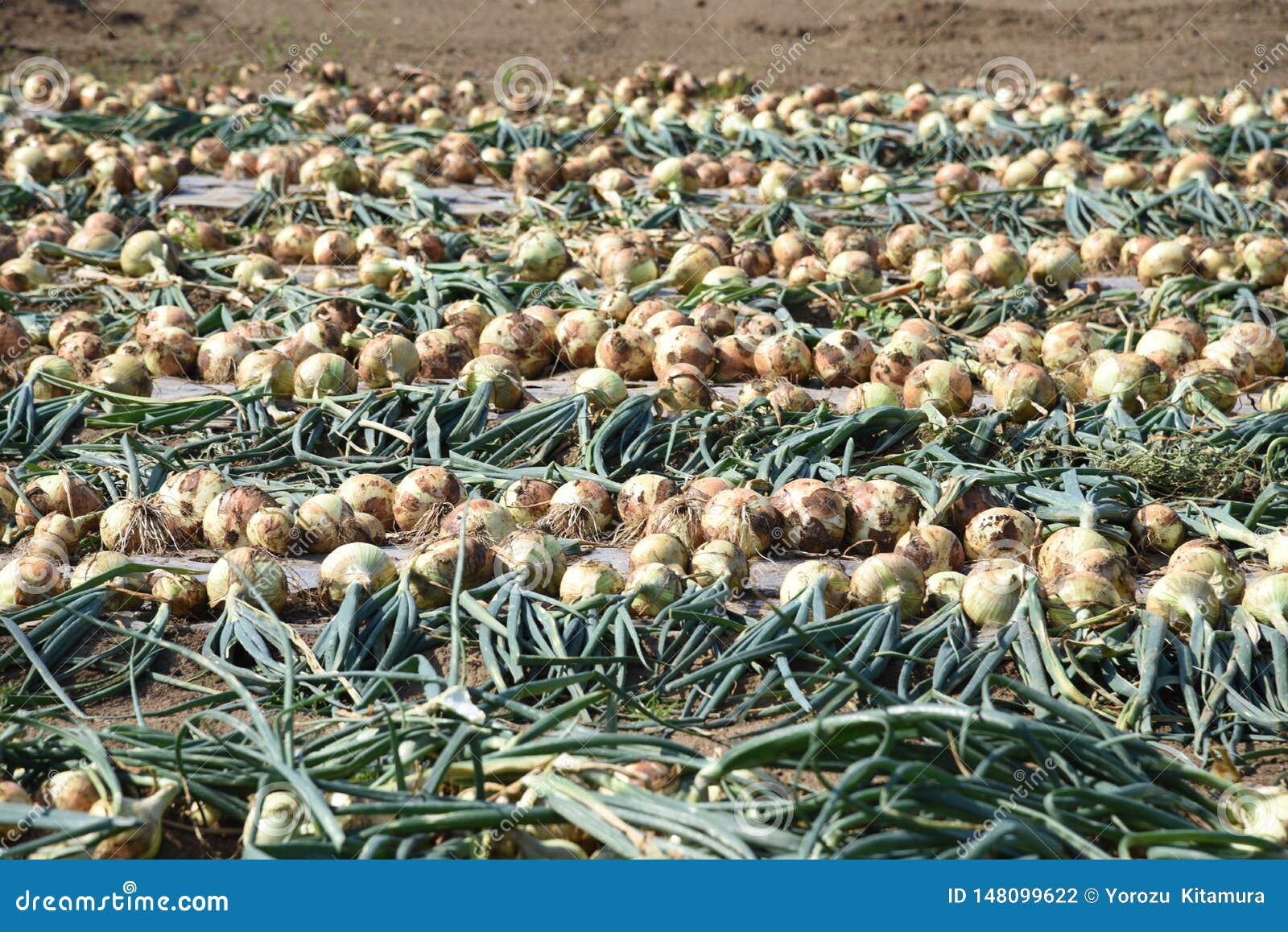 Onion Cultivation and Harvest Stock Photo Image of ground