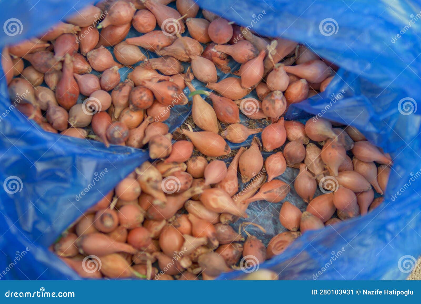 Onion Cultivation, Onion for Onion Cultivation, Onion for Seed, Shallot