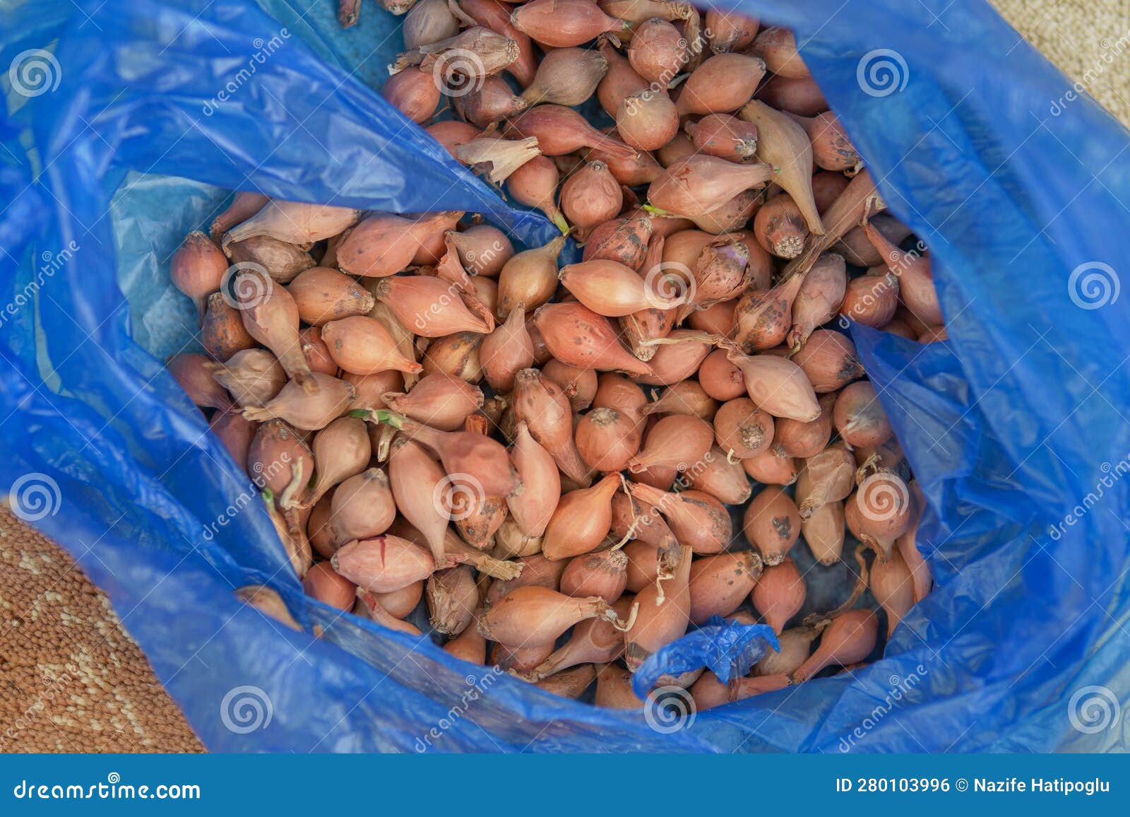 Onion Cultivation, Onion for Onion Cultivation, Onion for Seed, Shallot