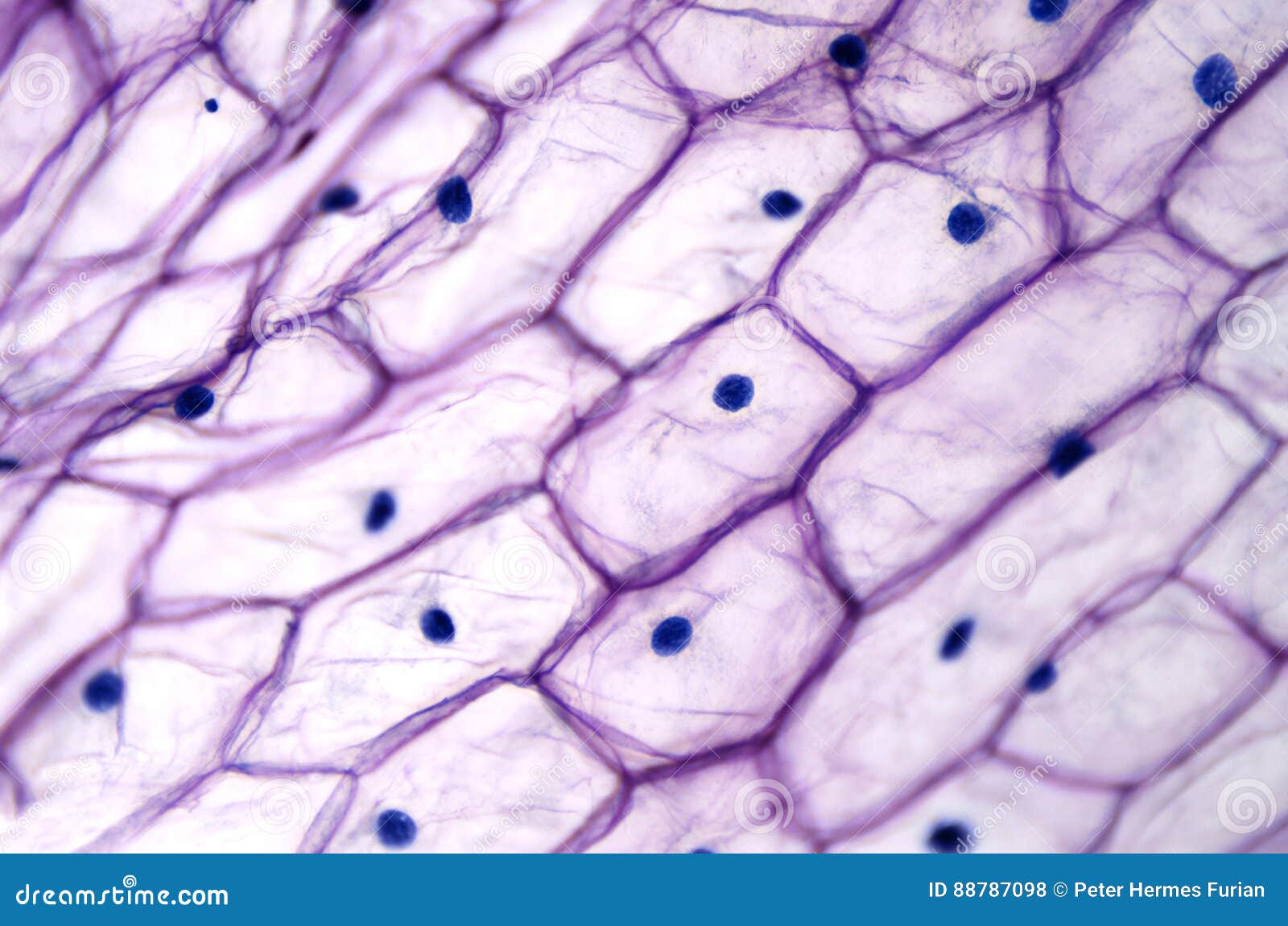 onion epidermis with large cells under light microscope