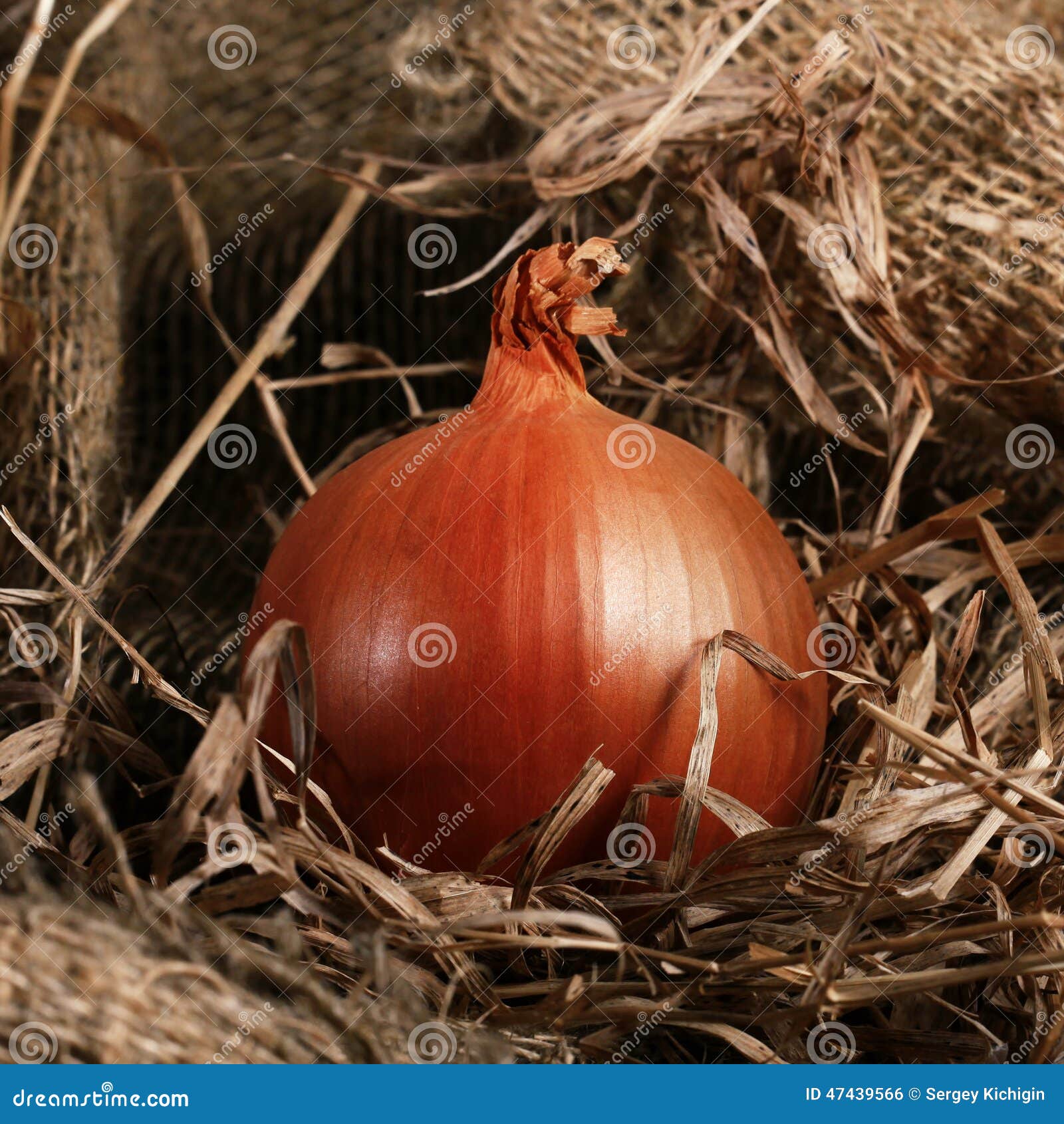 Onion farm burlap stock photo. Image of fresh, breakfast 47439566