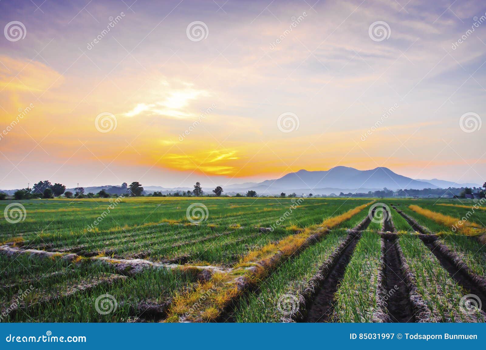 Onion Farm in Countryside at Sunset Stock Image Image of field