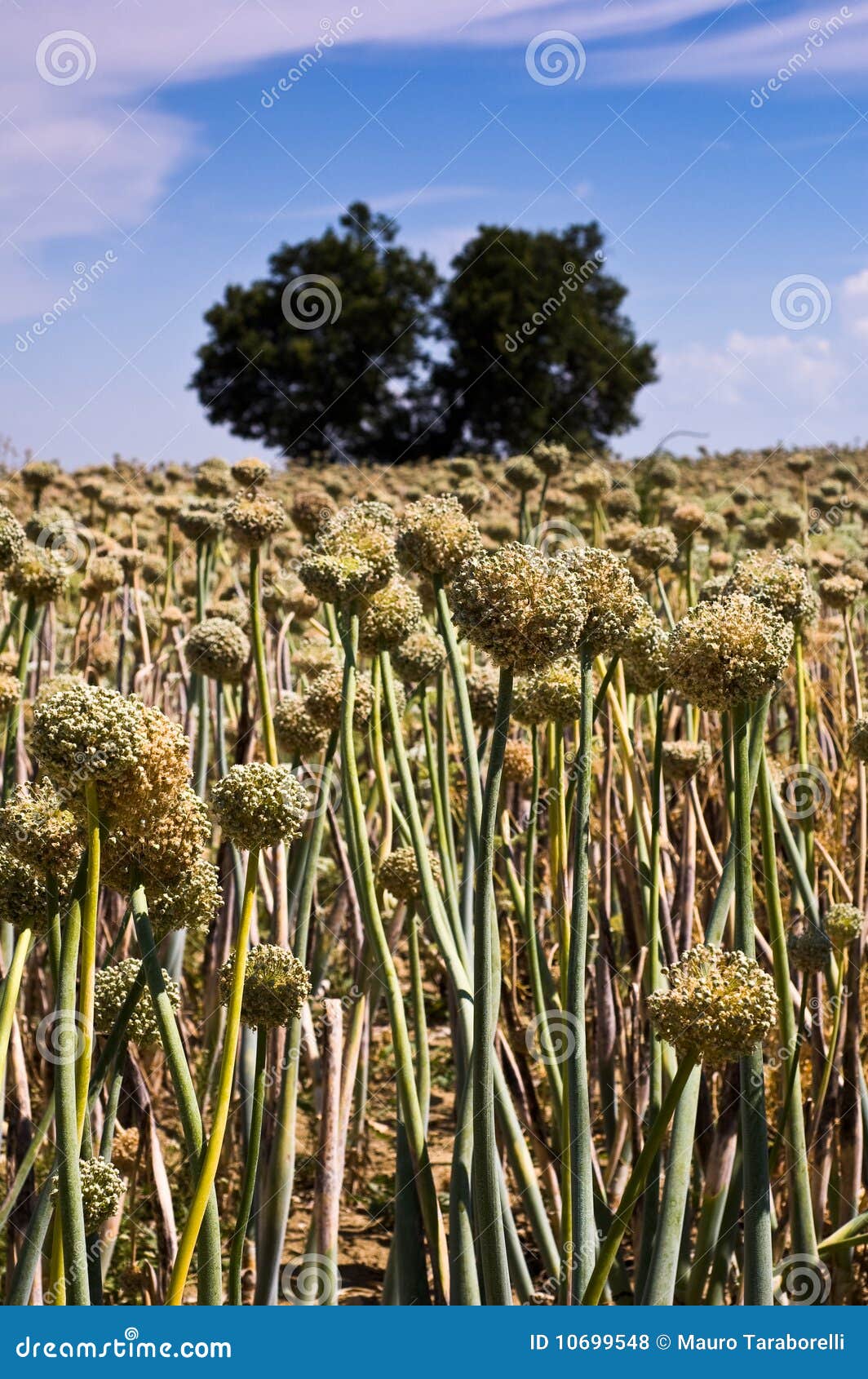 Onion field stock photo. Image of asparagales, onion 10699548