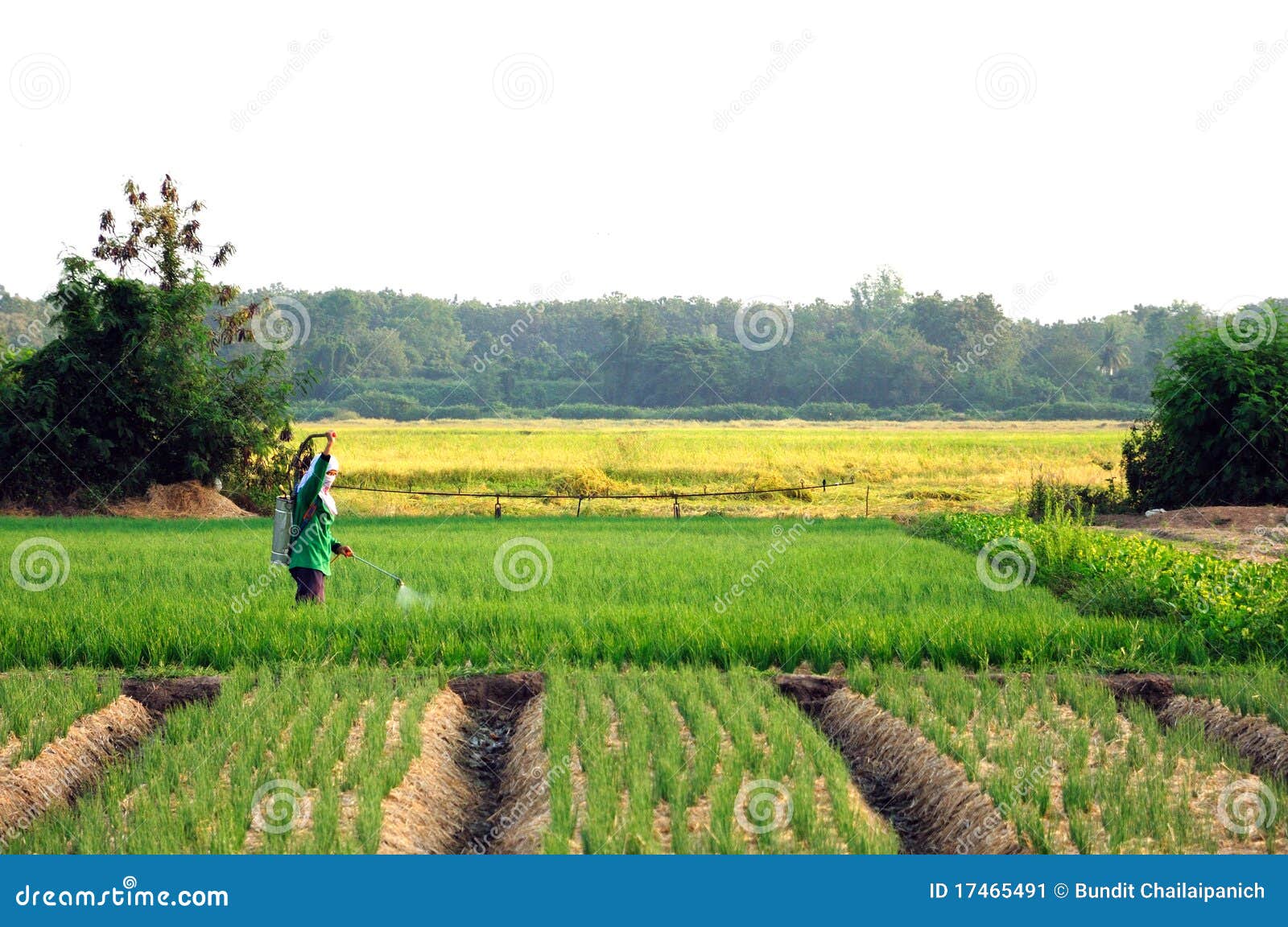Onion field stock image. Image of biologic, food, healthy 17465491