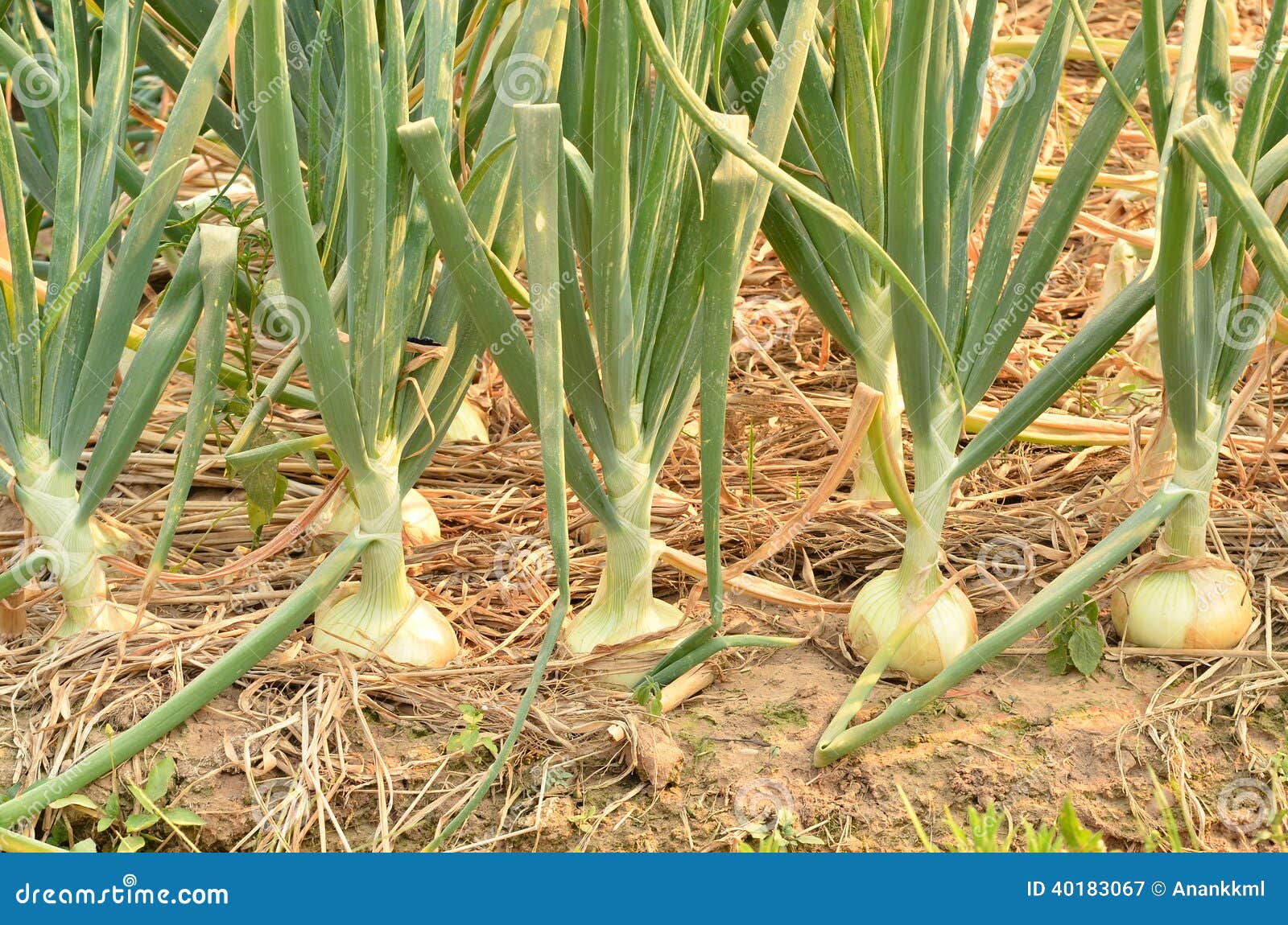 Onion field stock image. Image of leaf, farmland, crop 40183067