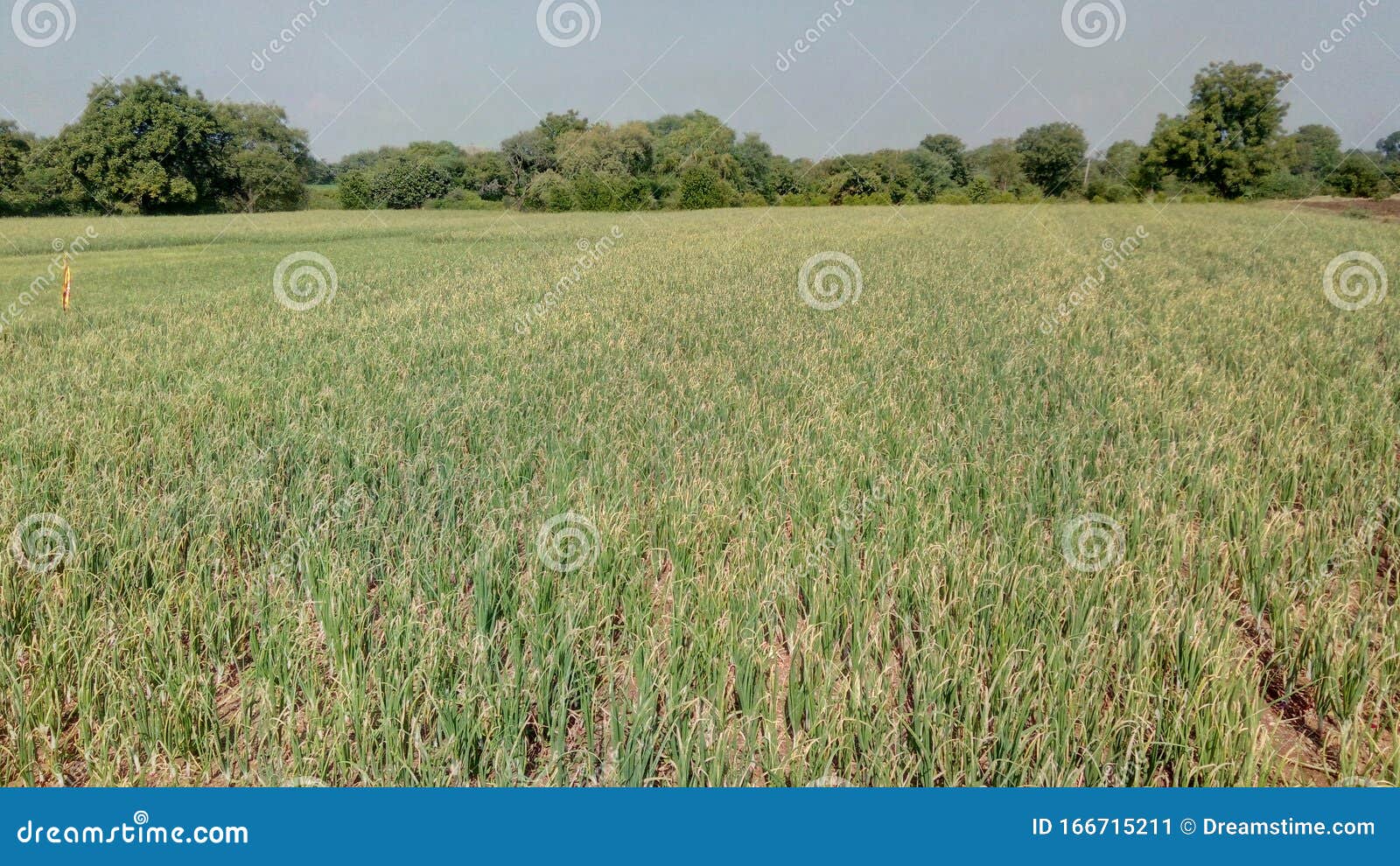 Onion Field of India`s Village Stock Image Image of lagest, problem